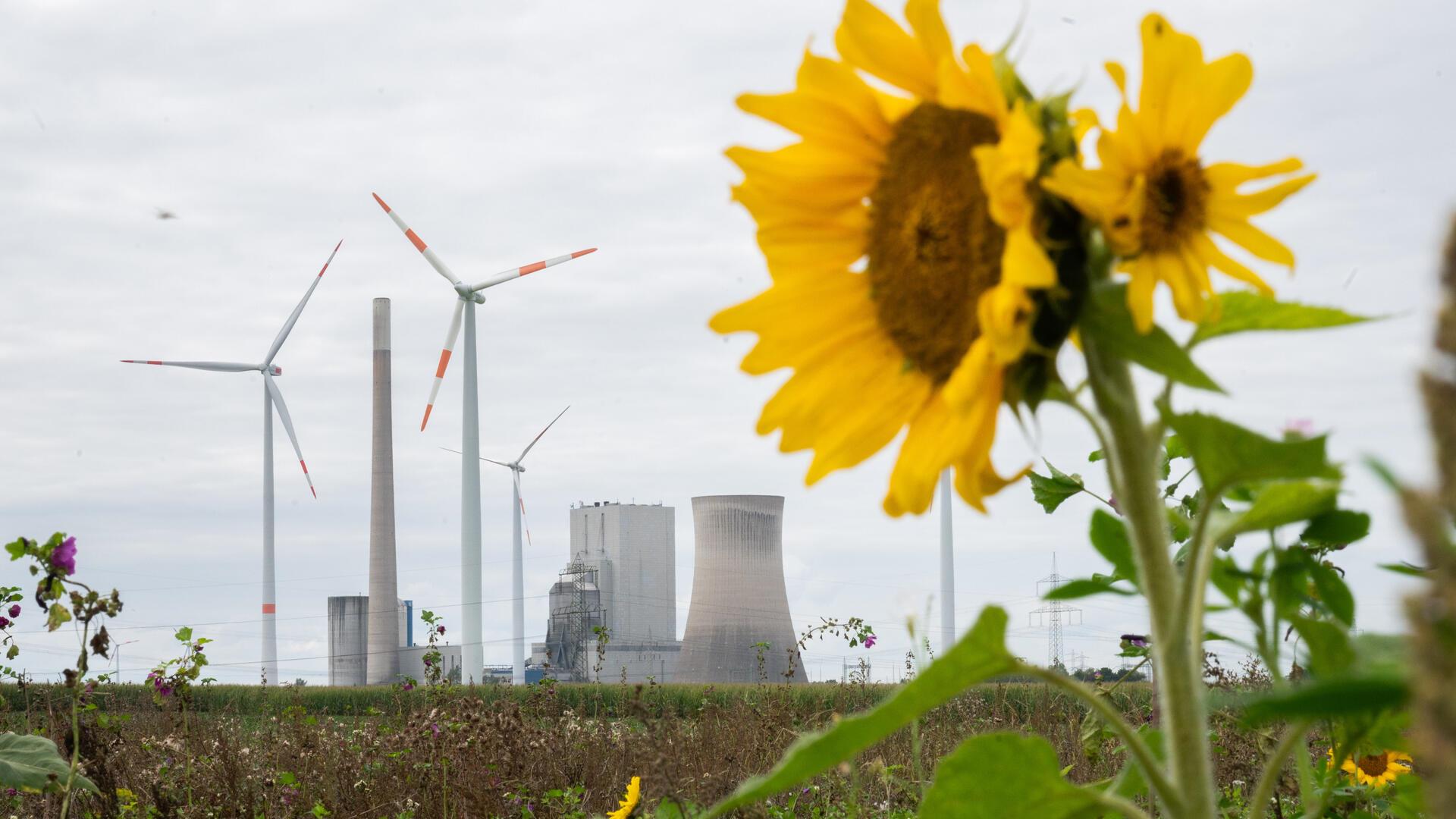 Sonnenblumen Windräder 