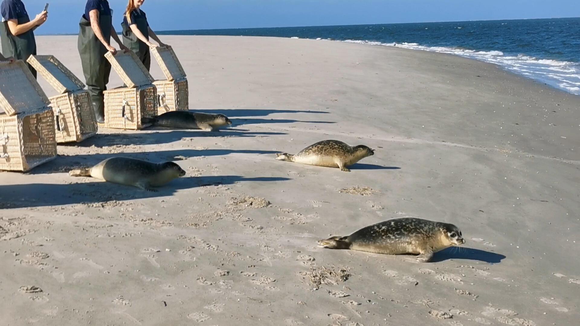 Körbe auf und ab ins Wasser: Auswilderung der Seehunde.