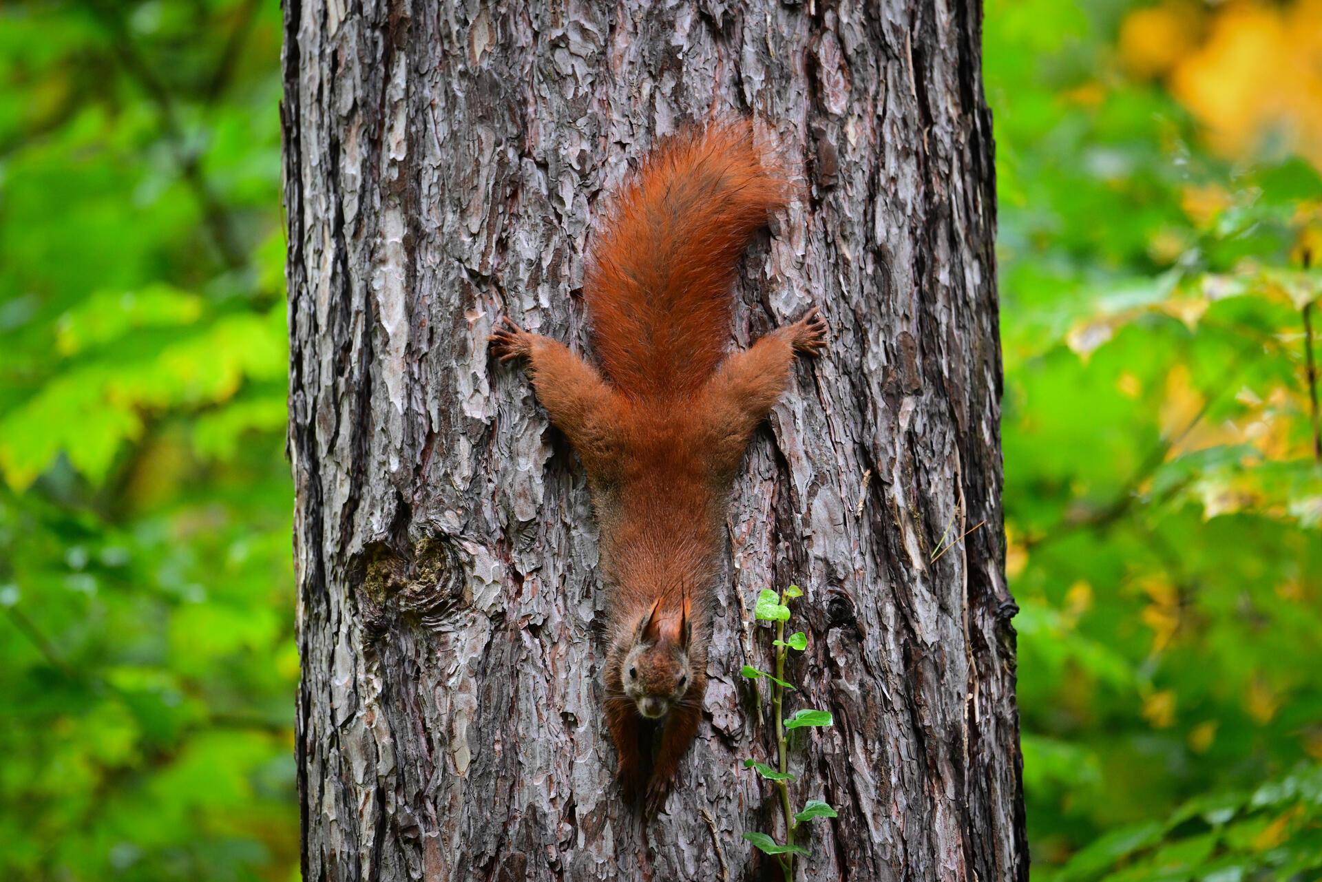 Eichhörnchen