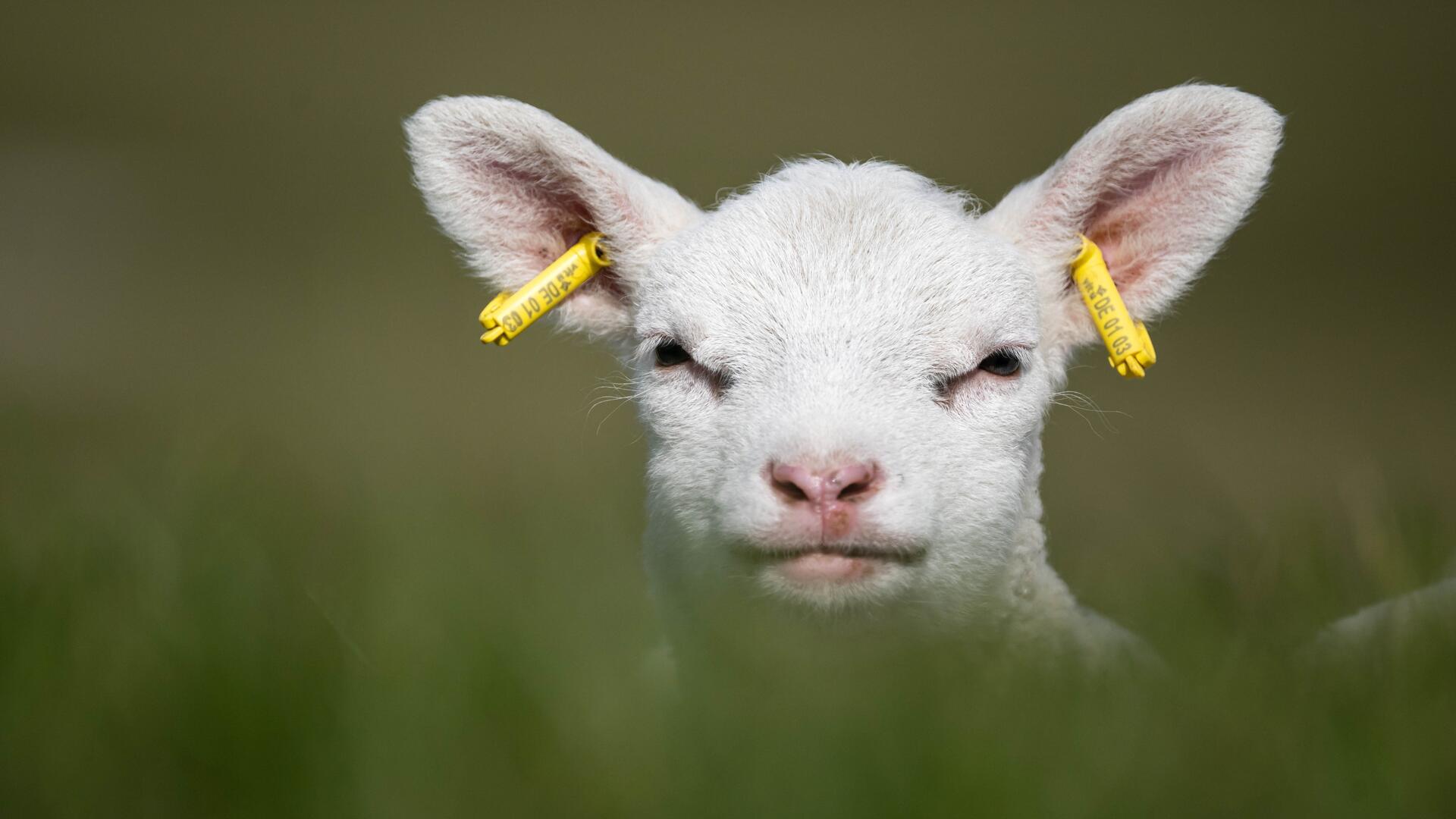 Lamm auf einer Wiese