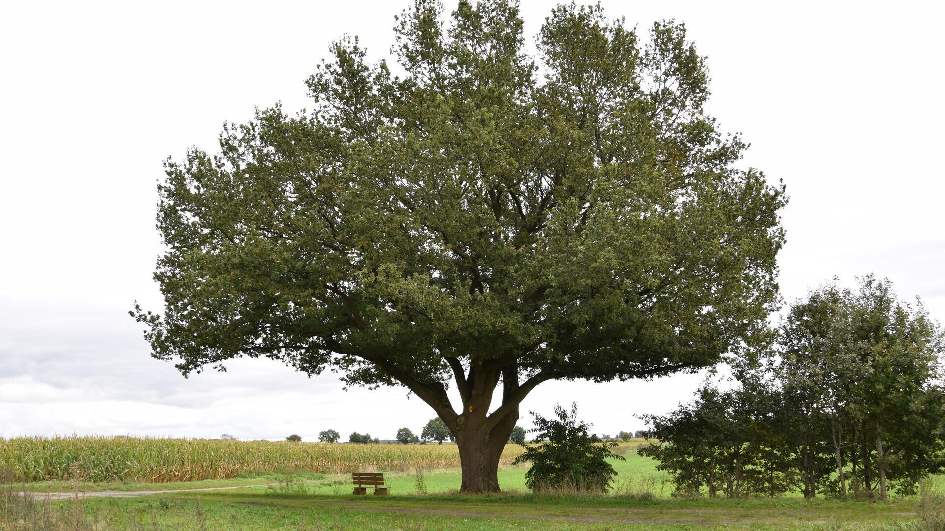 Lösung gefunden: Die vom Landkreis als Naturdenkmal ausgewiesene Eiche am Rande eines Feldes in der Gemarkung Rhade bekommt jetzt eine Schutzzone.