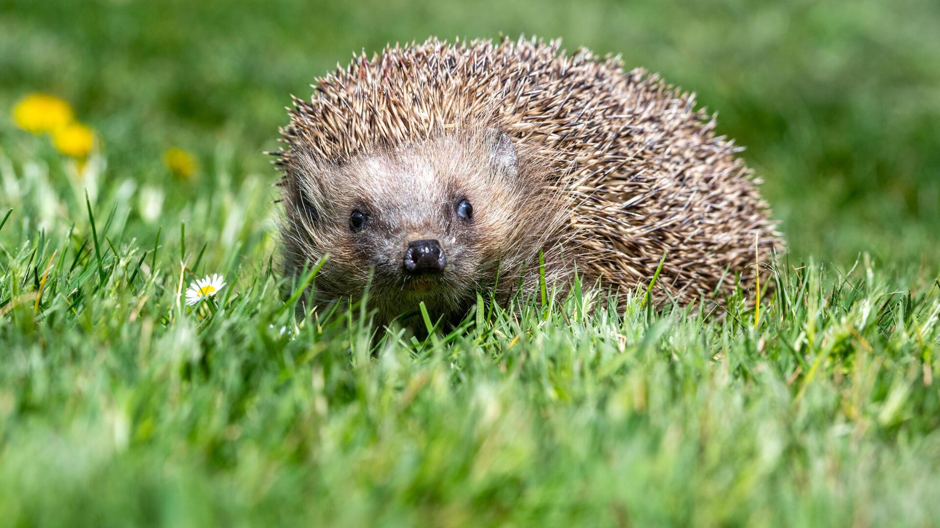 Igel auf einer Wiese.