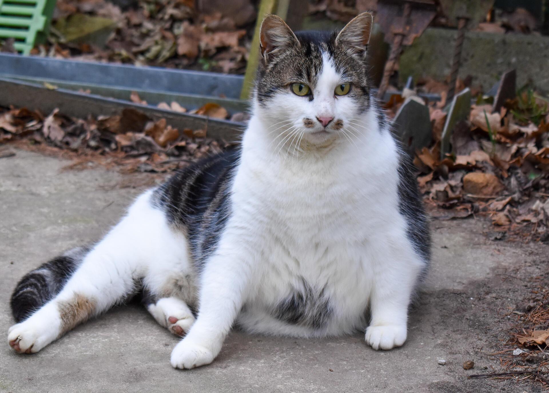 Mama Mietz ist kein Gast in Kerstin Schmidts Katzenpension. Sie wurde vor ein paar Jahren von Schmidt aufgenommen, nun lebt sie zusammen mit den anderen Gästen in der Pension und wird gut versorgt.