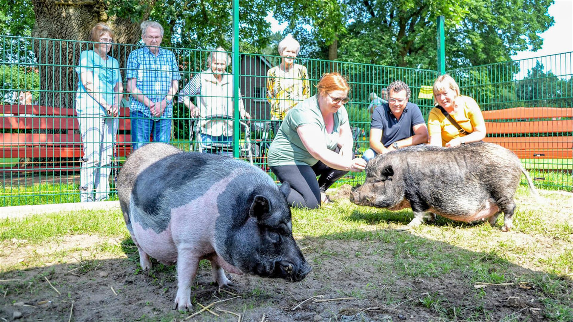 Zwei Schweine im Vordergrund, viele Menschen im Hintergrund