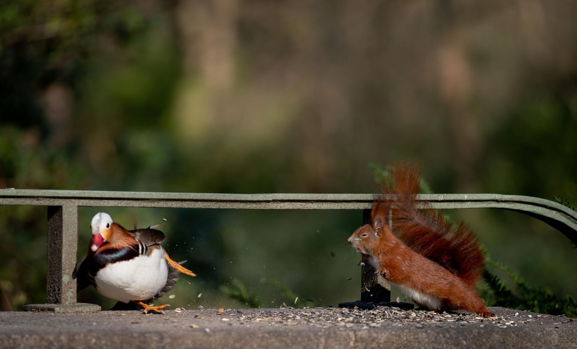 Eichhörnchen und Ente