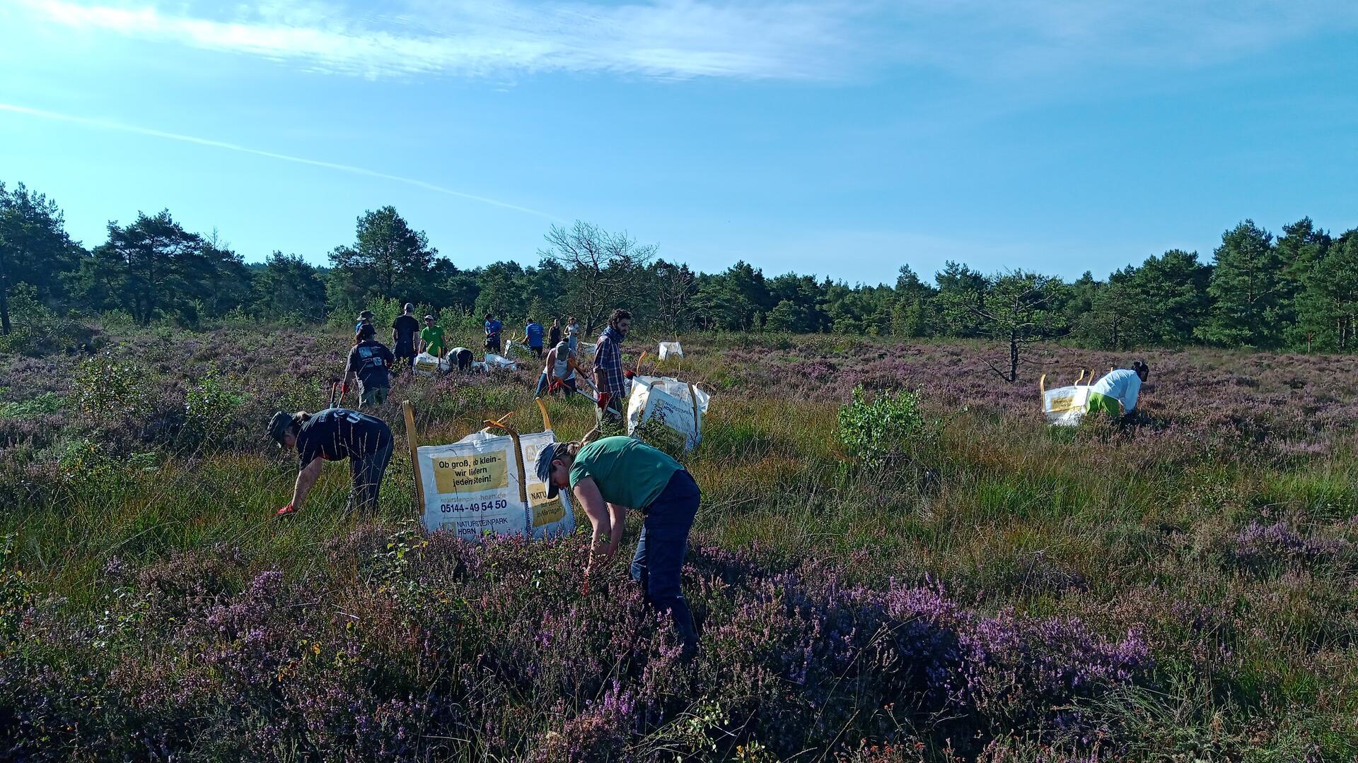 Mit Herz und Hand für den Naturschutz: Die ÖNSOR organisiert Ende September und Anfang Oktober verschiedene Naturschutzaktionen zum Mitmachen. Dieses Foto zeigt Entkusselungsmaßnahmen im Hemelsmoor bei Zeven.