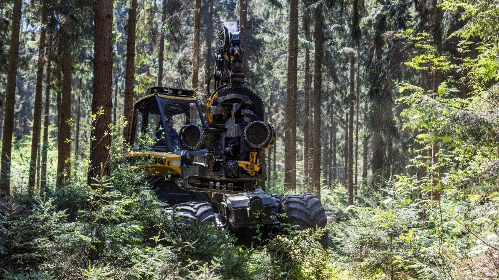 Ein Mann sitzt in einem Bagger und baggert in einem Wald. 