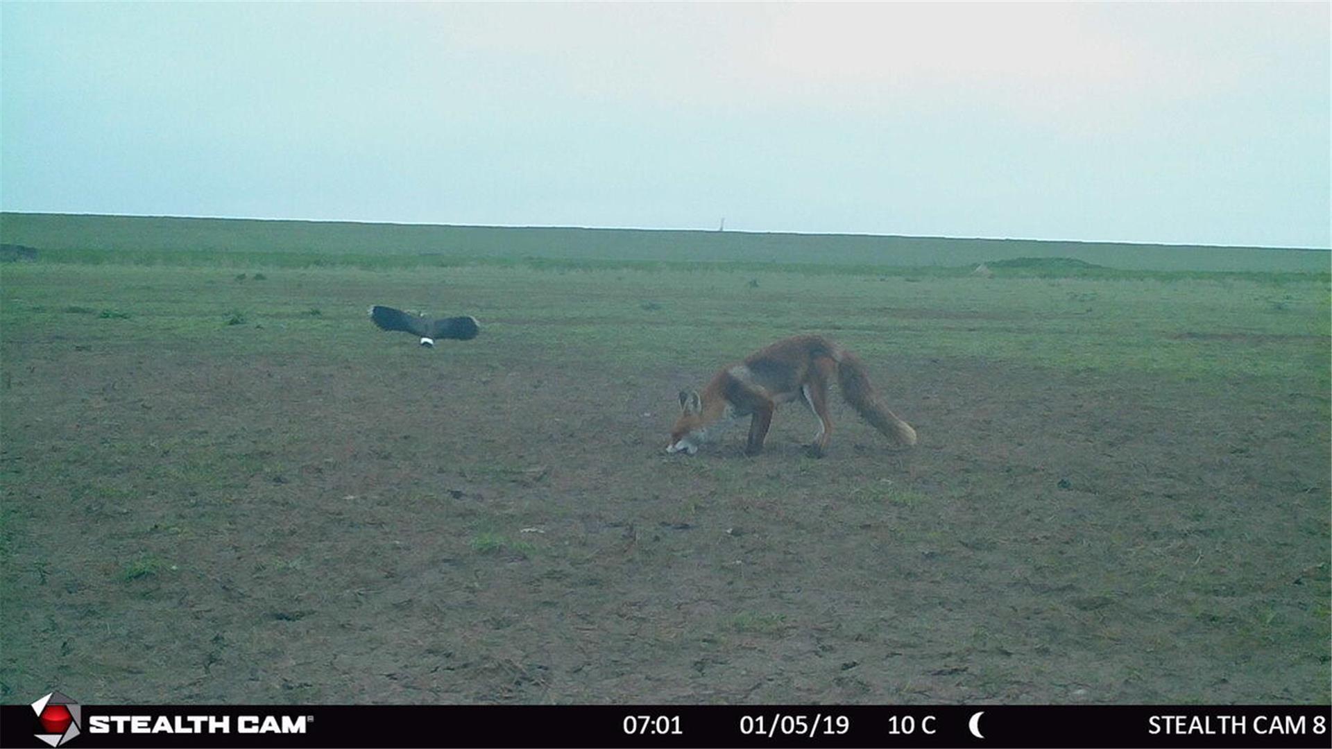 Fuchs frisst Kiebitzeier