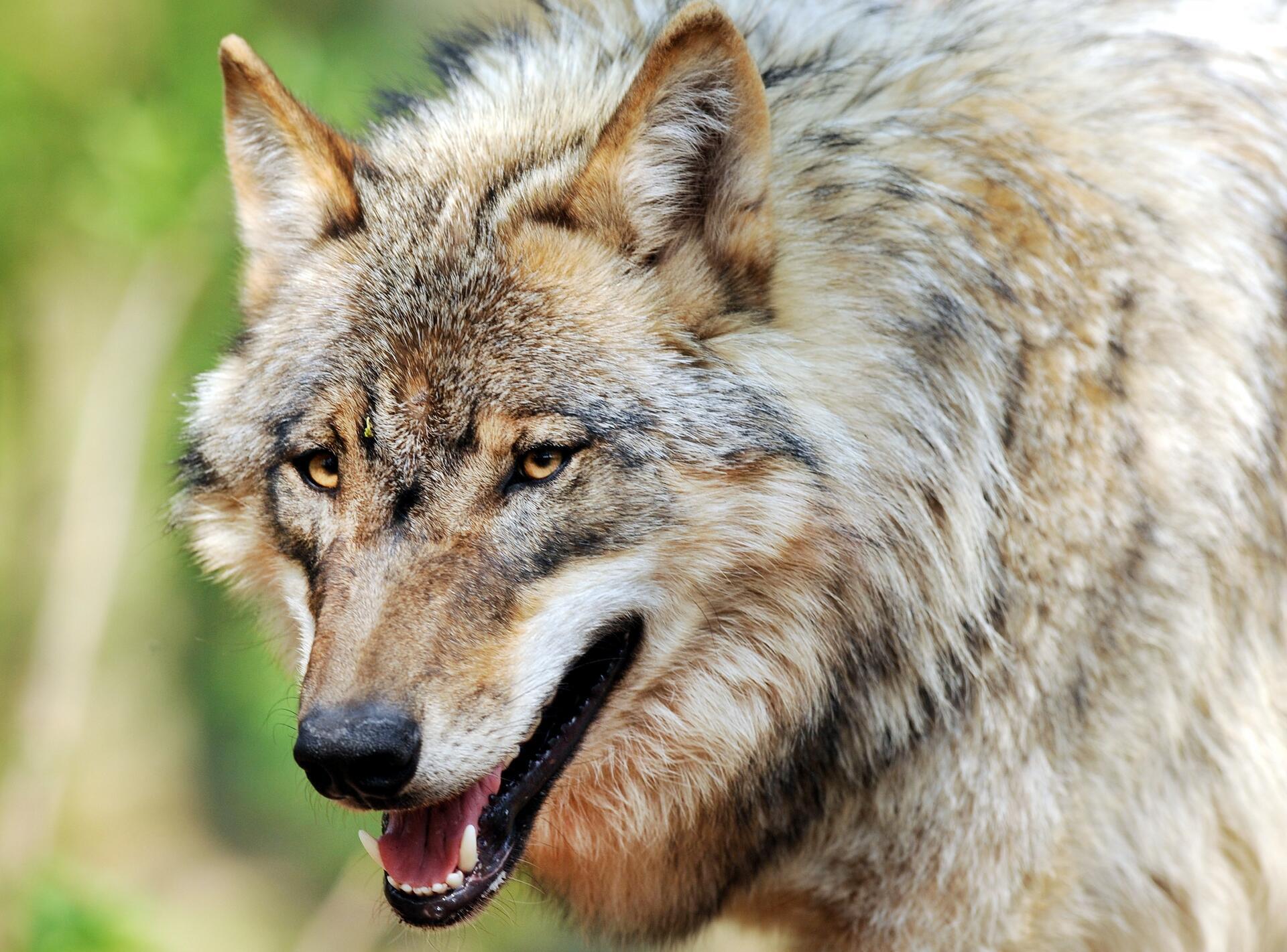 Nach Ansicht der CDU-Landtagsfraktion führe das schnelle Anwachsen der Wolfspopulation in Niedersachsen trotz umfangreicher Schutzmaßnahmen zu zahlreichen Herausforderungen und sorge mittlerweile in ganz Niedersachsen für Angst und Ärger.