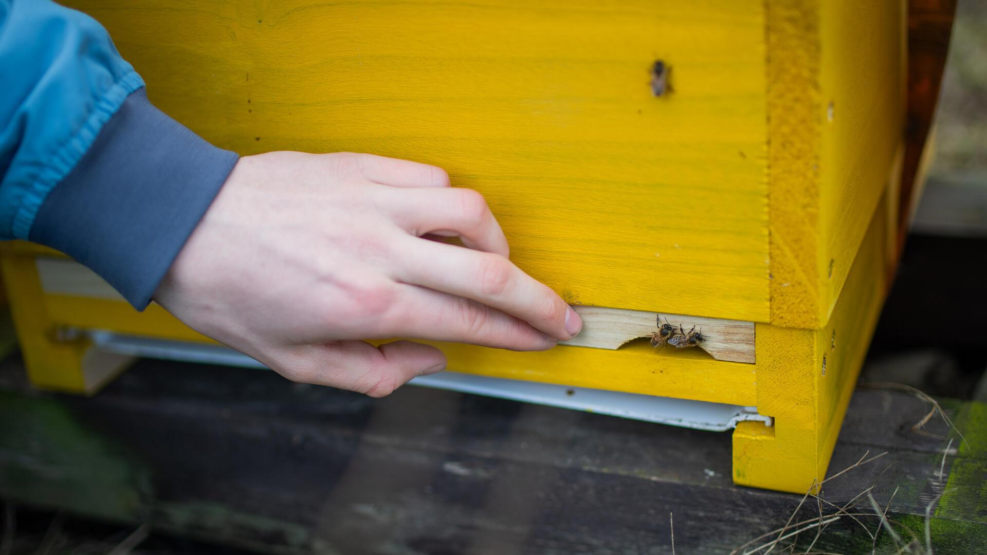 Jungbienen krabbeln aus dem Kasten