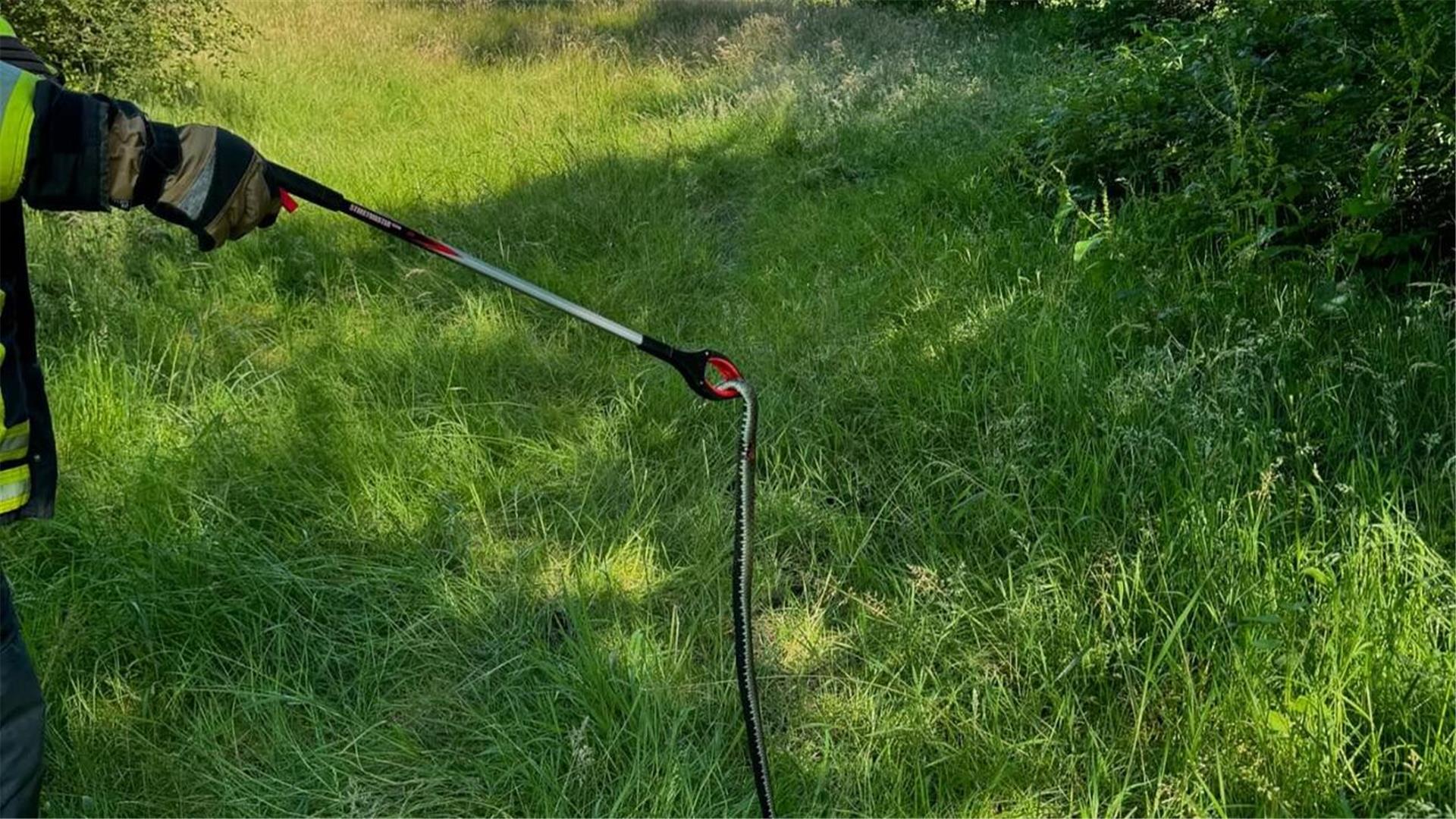 Nach dem „Ausflug in die Stadt“ wurde die Ringelnatter wieder in ihrem natürlichen Habitat ausgesetzt.