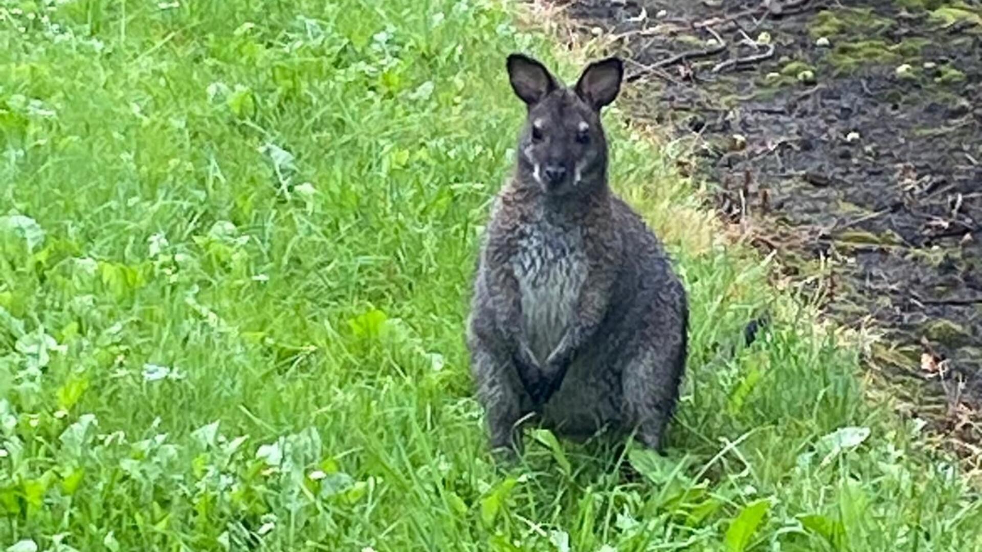 Nach mehreren Sichtungen innerhalb der vergangenen Wochen wurde das Känguru am Freitag von der Stader Polizei in Gewahrsam genommen.