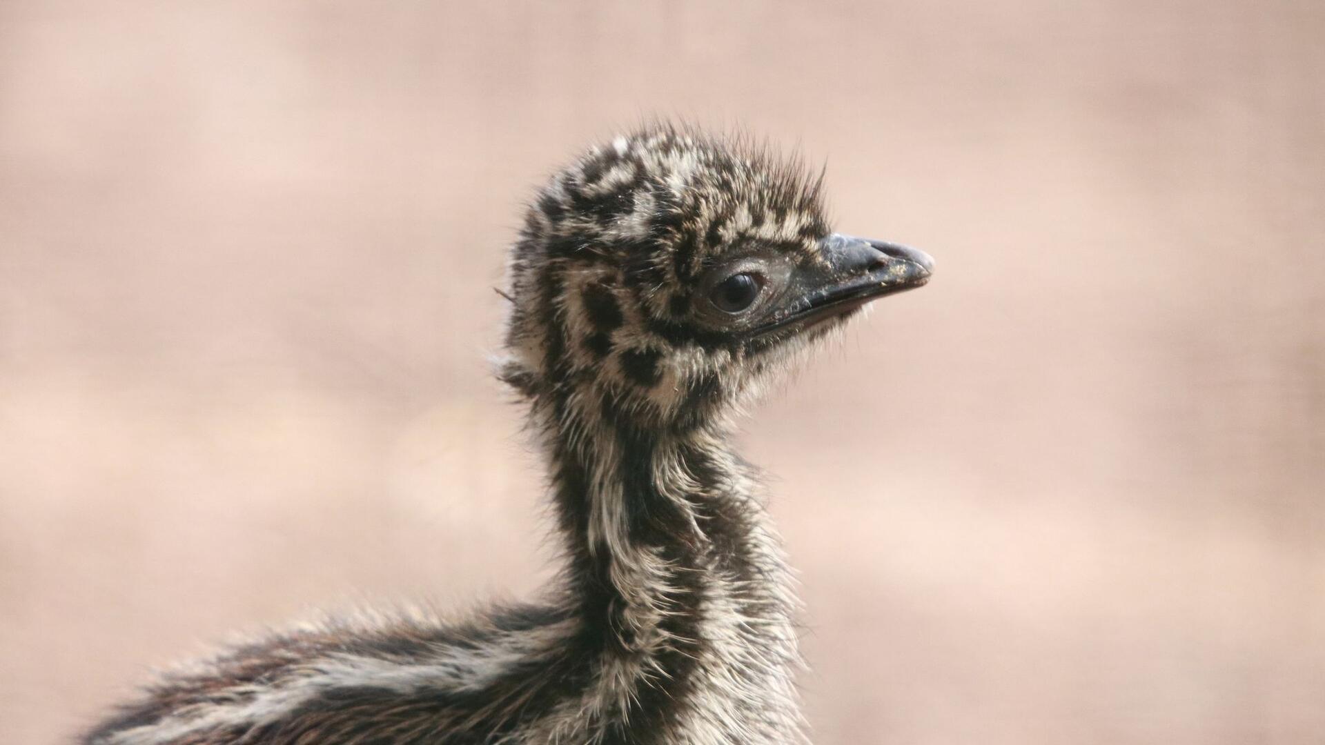 Nachwuchs im Chemnitzer Tierpark: Gleich vier Emu-Küken sind auf der Australien-Anlage geschlüpft.