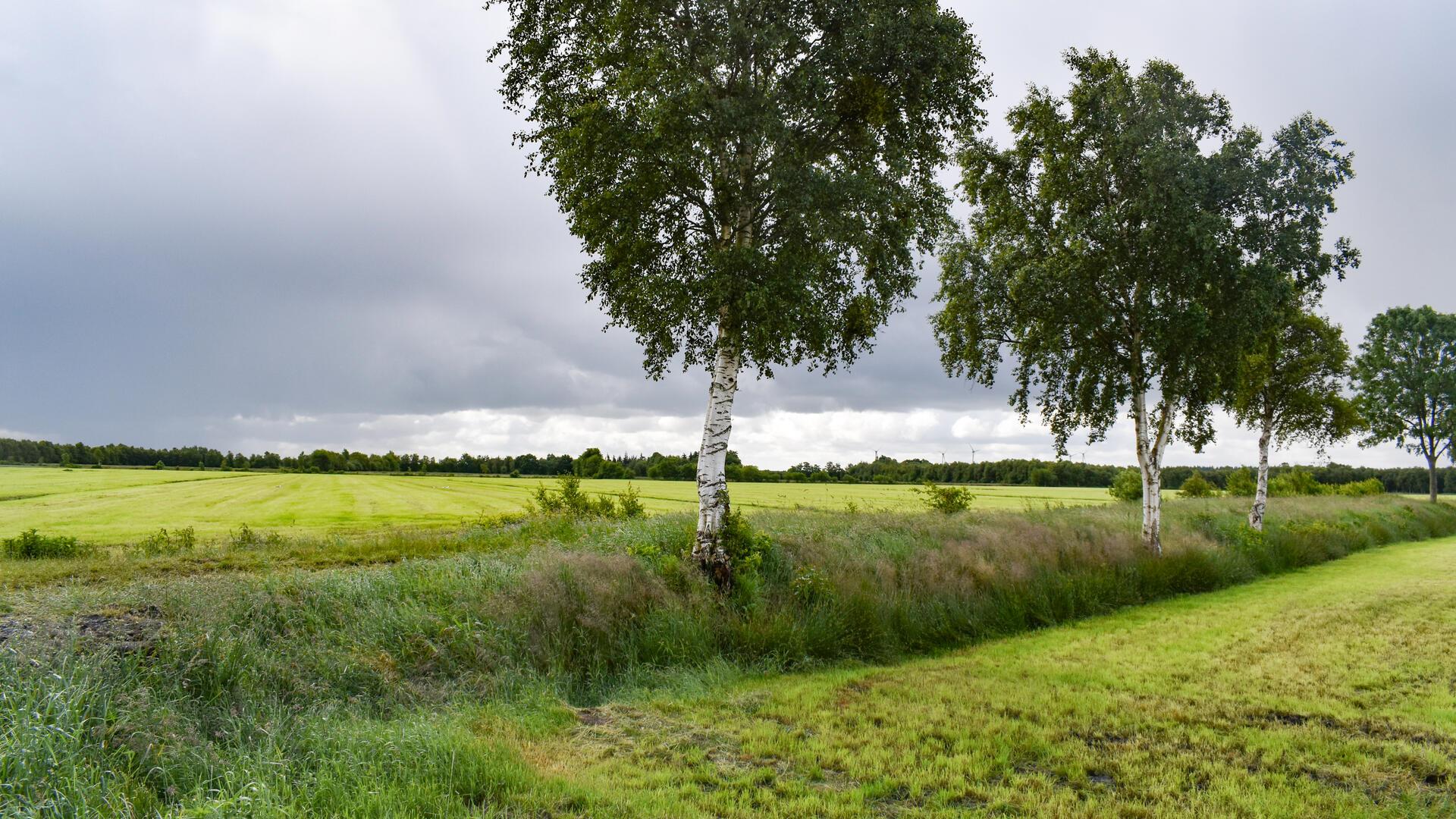 Bäume, Wiesen und dunkle Wolken