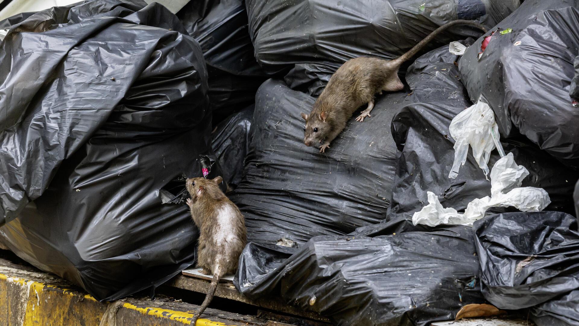 Ratten auf Müllsäcken