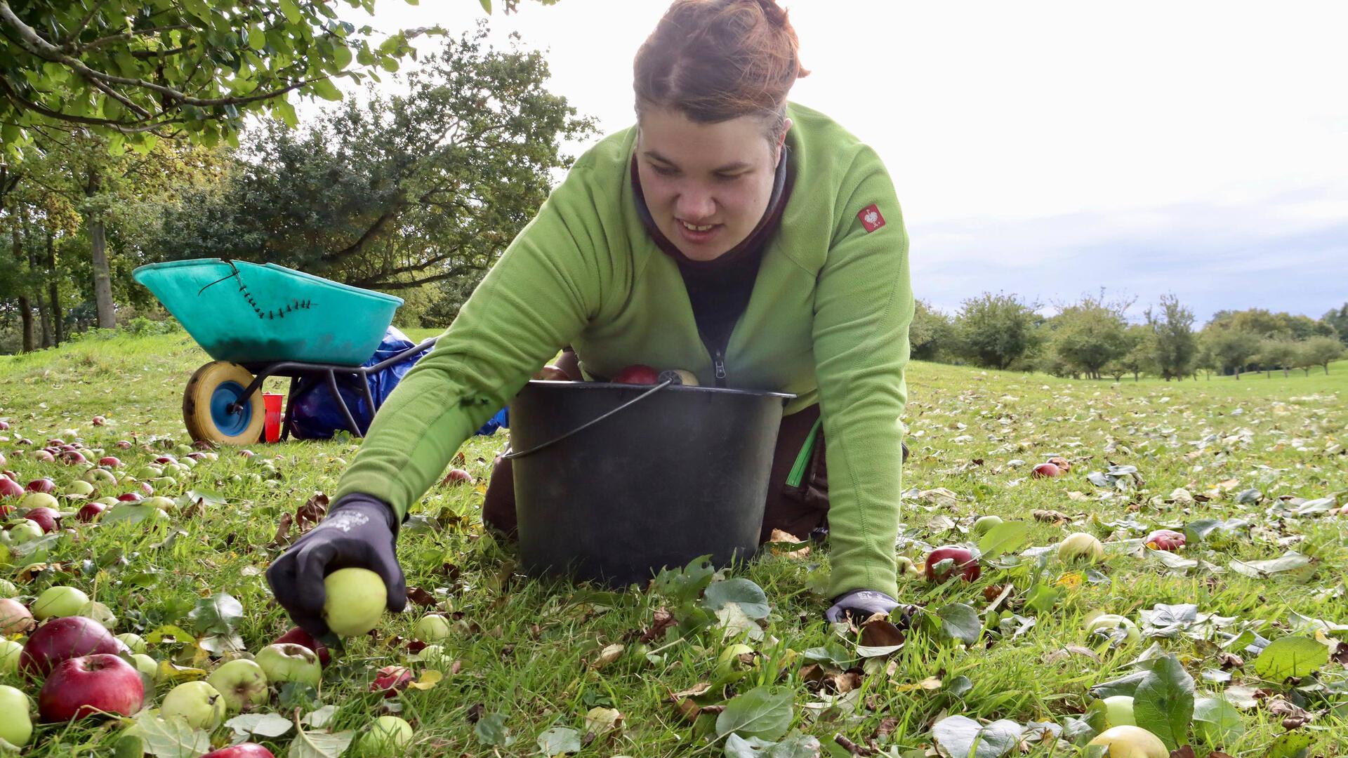 Packt bei der Apfelernte mit an: Gina Pfeiffer. Aus dem Obst lassen sich Speisen und Getränke herstellen, daneben verfolgt die Initiative soziale und ökologische Ziele.