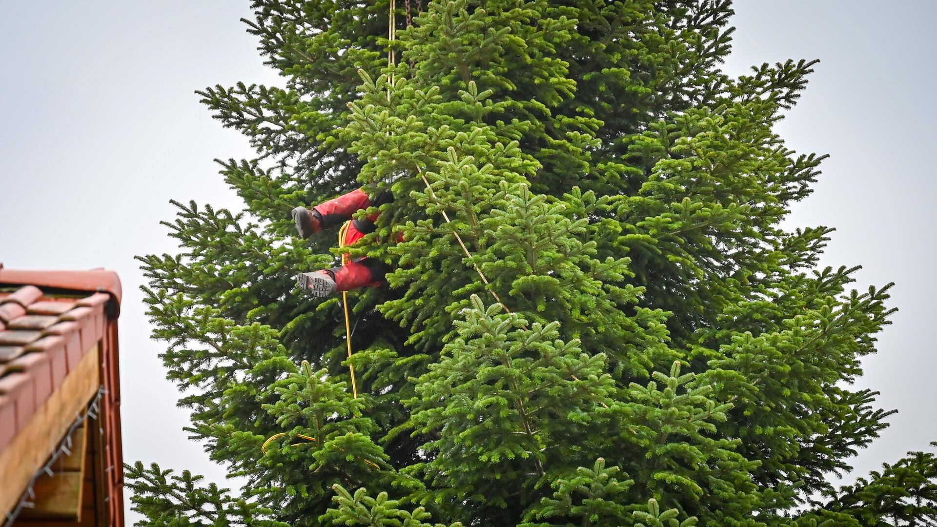 Peter Busch von der Firma Beckmann bereitet den Baum so vor, dass der Kran ihn anheben kann.