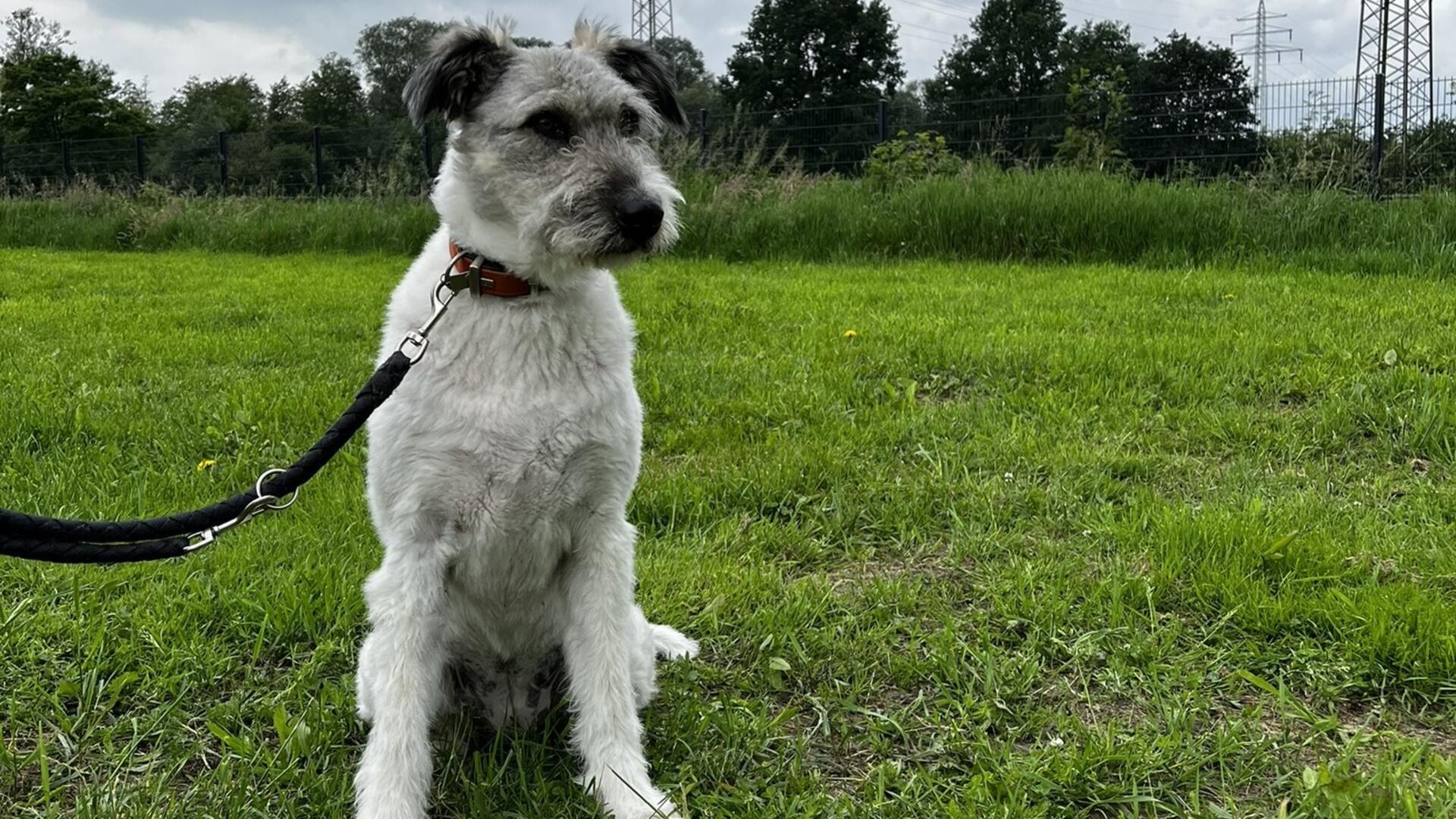 Weißer Hund sitzt auf einer Wiese. 