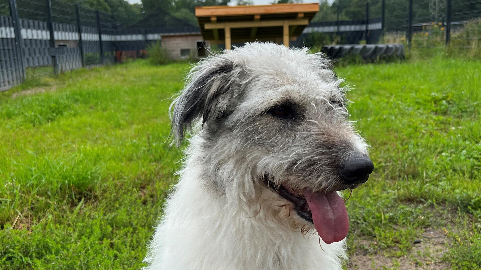 Ein Hund mit weißem Fell sitzt auf einer Wiese und hechelt.