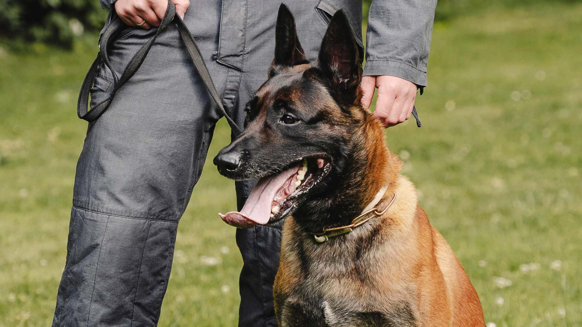 Polizeihund