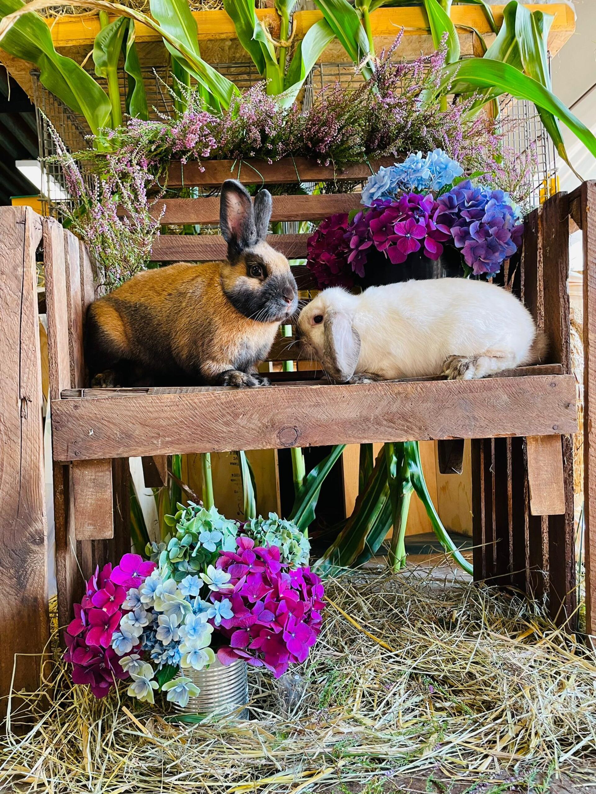 Zwei Kaninchen hocken auf einem Balken. 