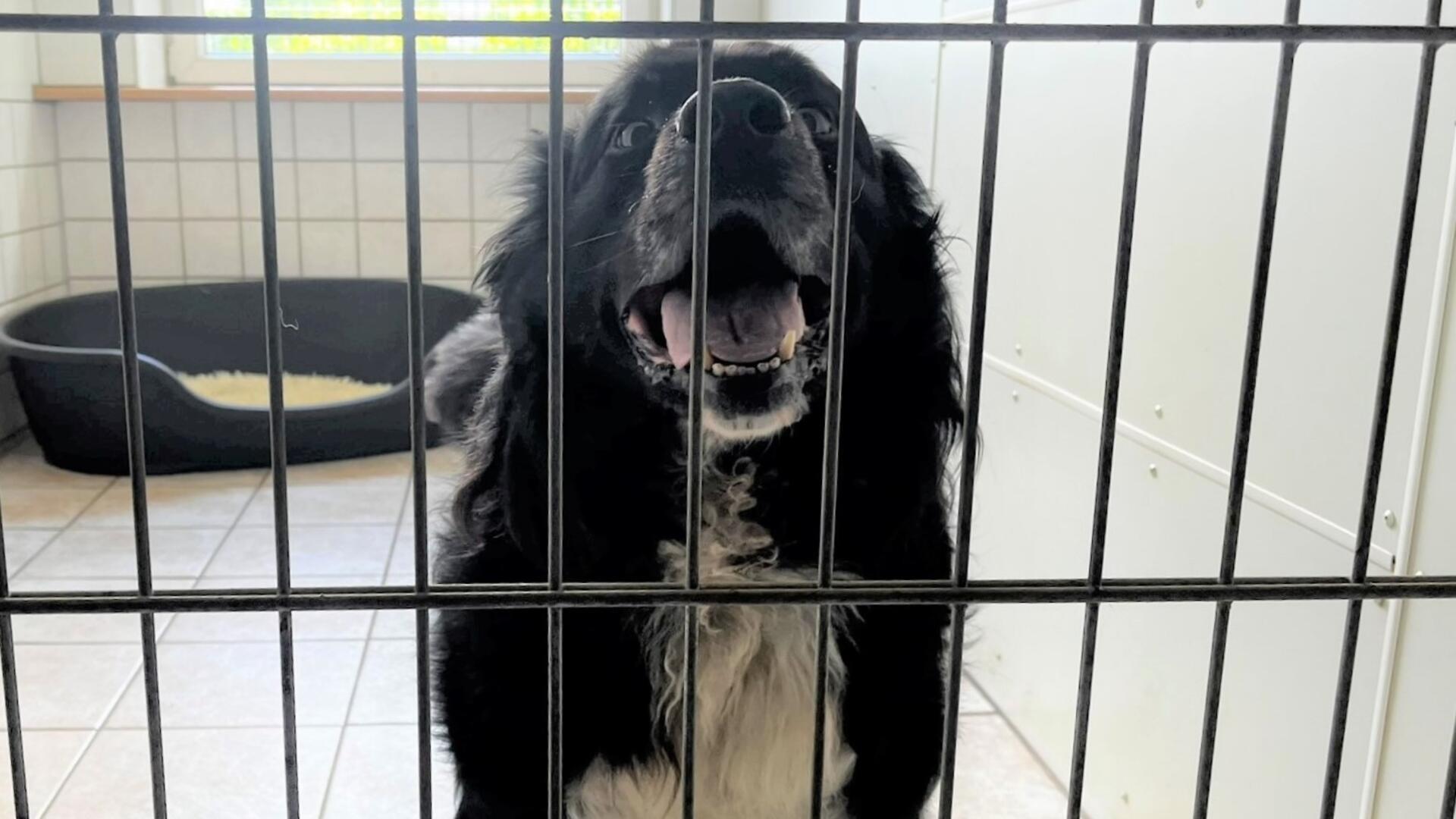 Der Berner Sennen-Mischling Balou im Tierasyl Heimatlos in seiner Box. 