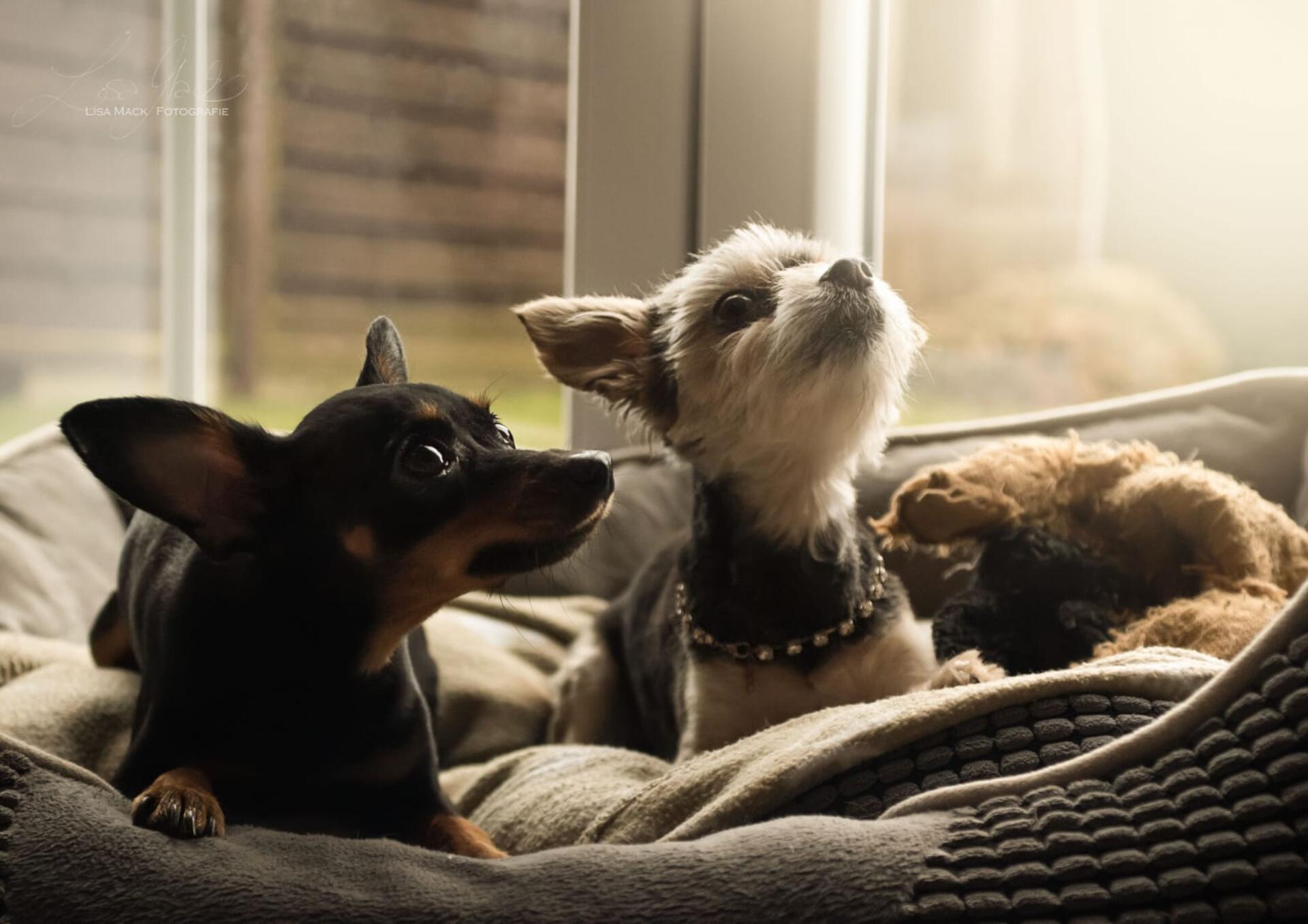 Rechts Illy und links Nelly aus Dorfhagen in Hagen im Bremischen. Beide sind seh...