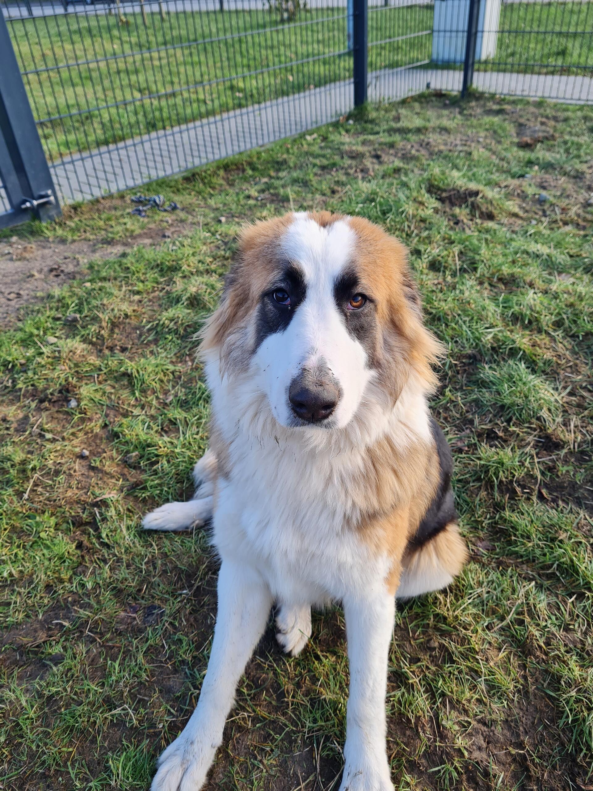 Riley ist eine freundliche Hündin mit einem charmanten Charakter.