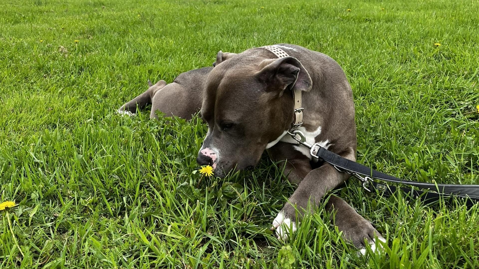 Grauer Hund, der auf einer Wiese liegt und an einer Blume riecht. 