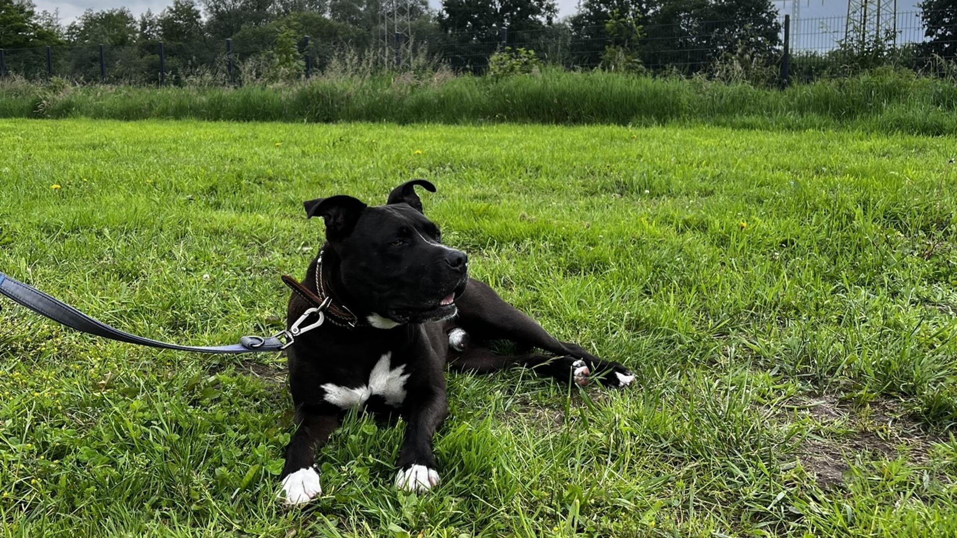 Schwarzer American Staffordshire liegt auf einer Wiese.