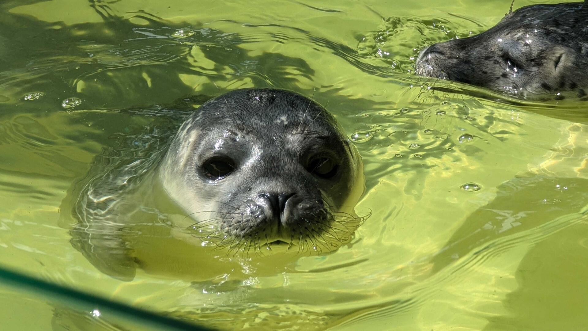 Seehundbaby Fussel: Die NORDSEE-ZEITUNG ist Pate.