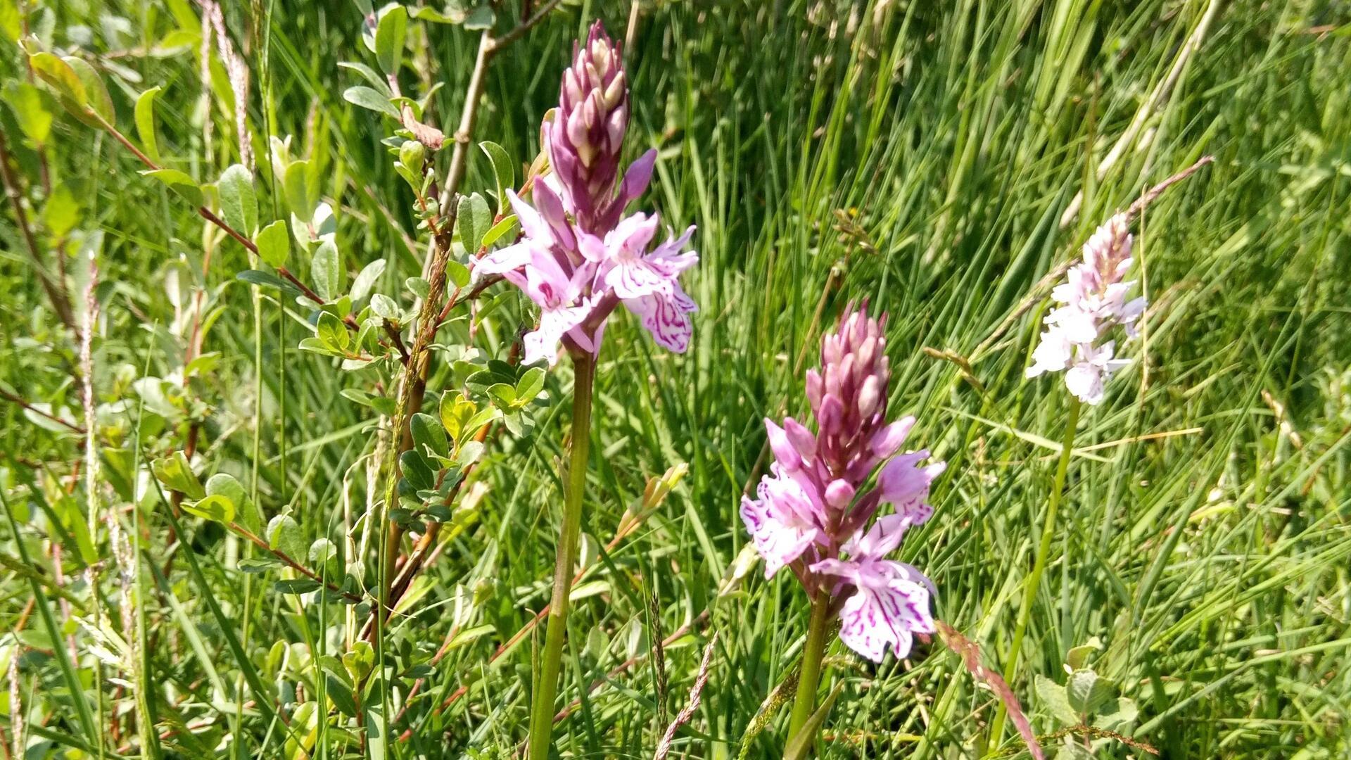 Das Foto zeigt Orchideen im Borstgrasrasen. 