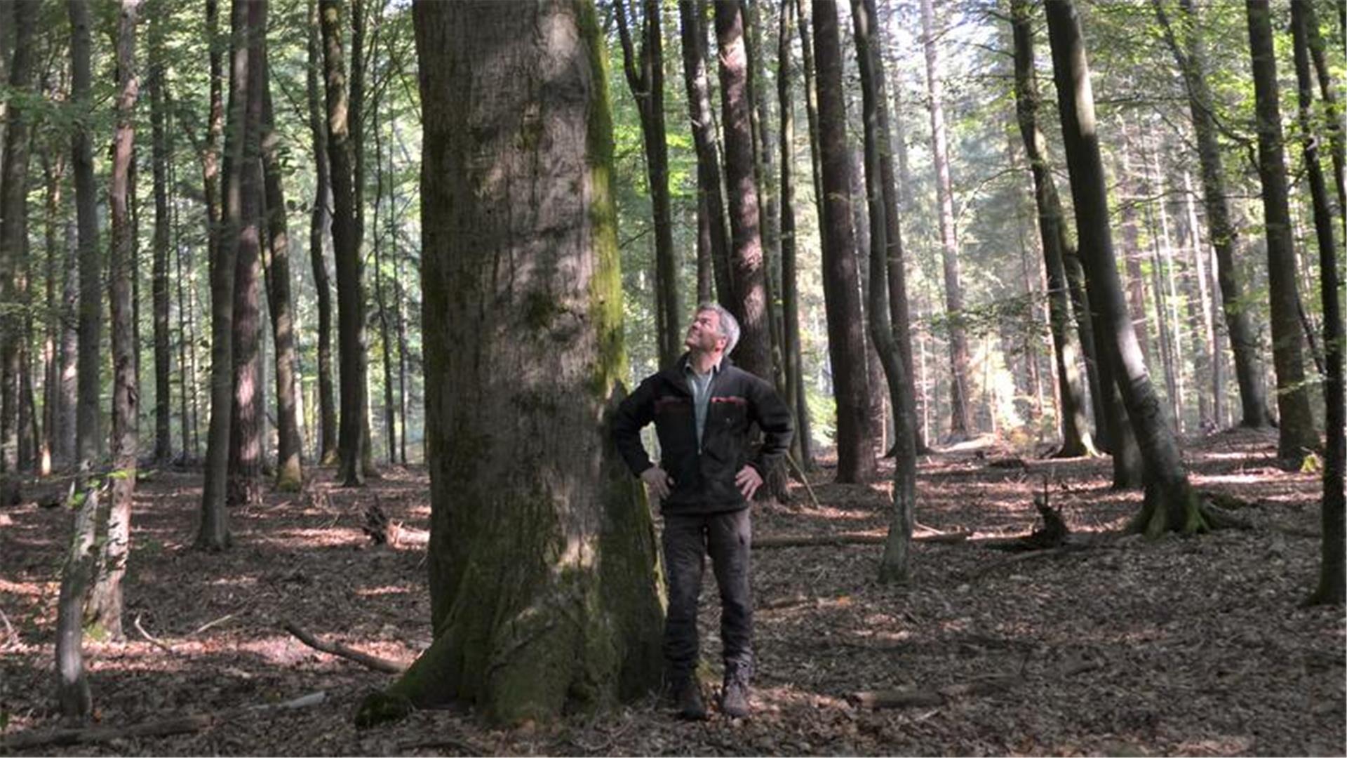 Ein Mann steht vor einem dicken Baum.