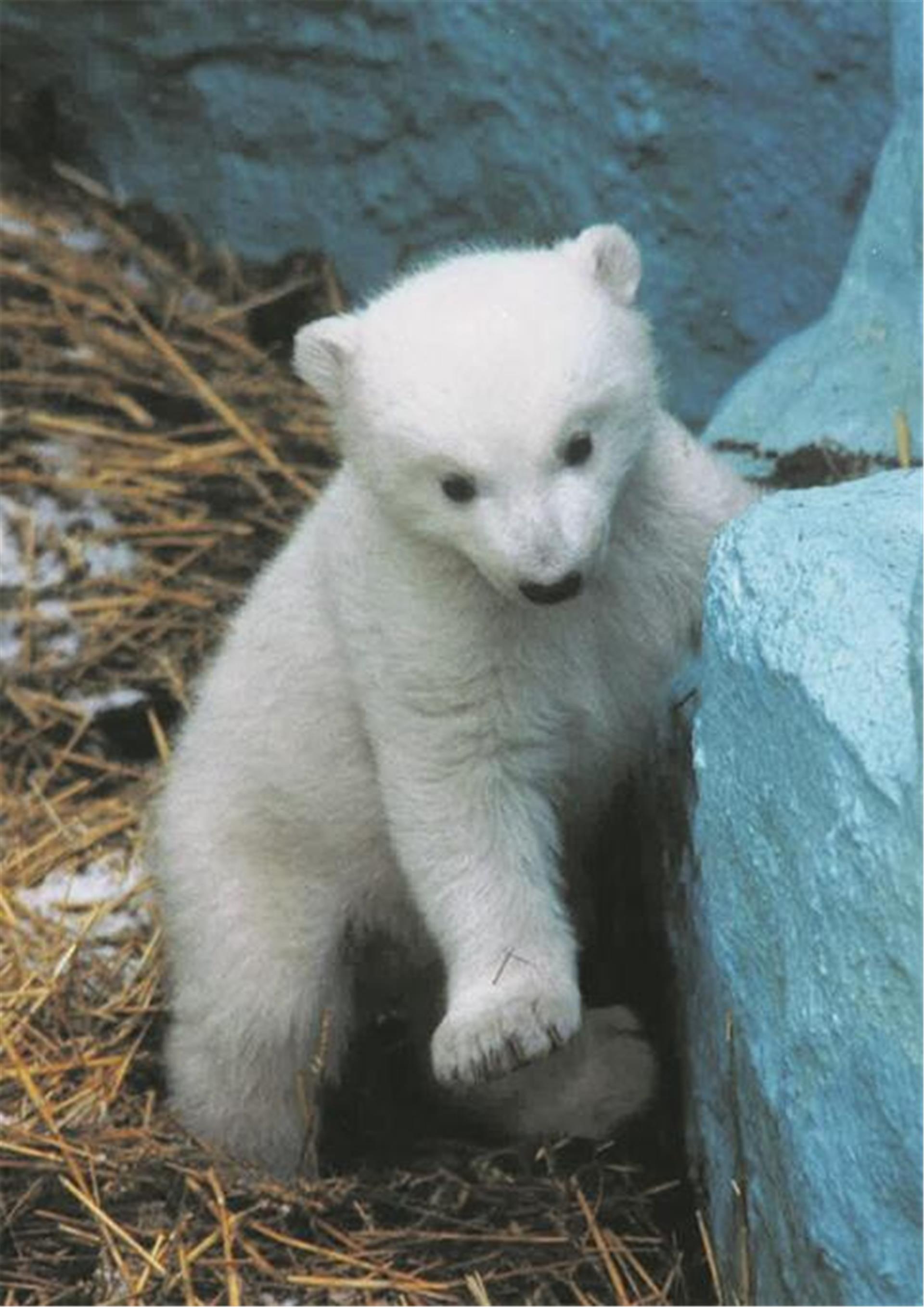 So niedlich war Lloyd als Baby – der Wiener Zoo hat dieses Foto nach Bremerhaven geschickt.