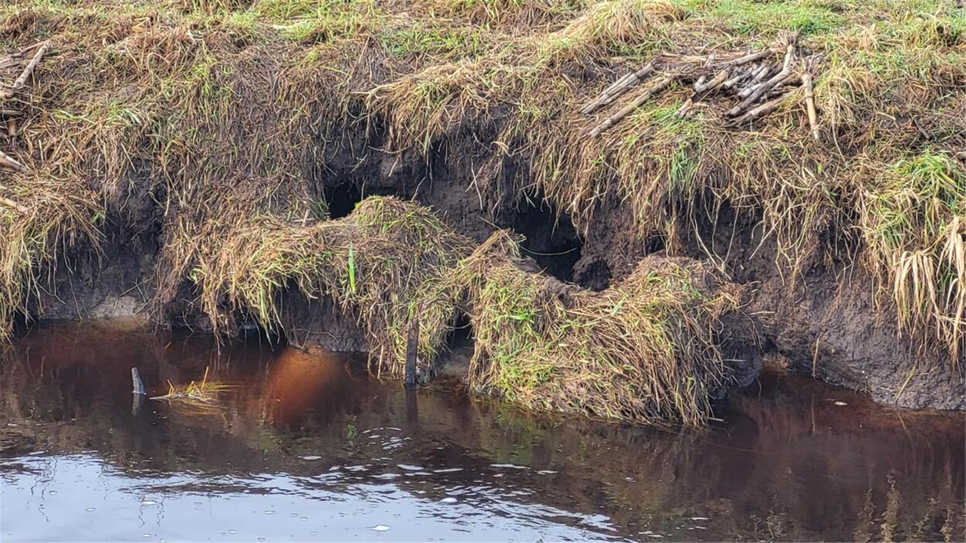 So sieht es vielerorts entlang von Bach und Fluss aus, wo Biberratten am Werk sind.