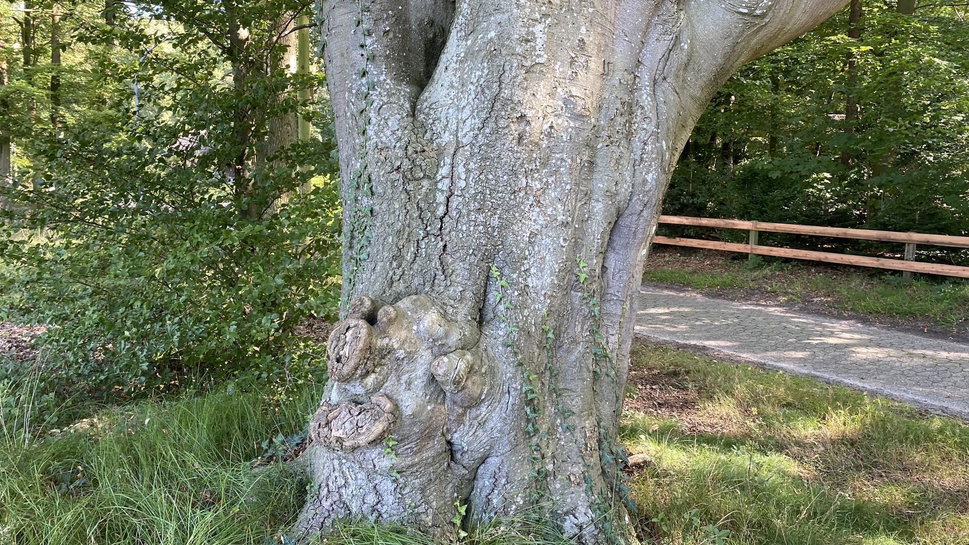 Ein Baumstamm in Sandborstel