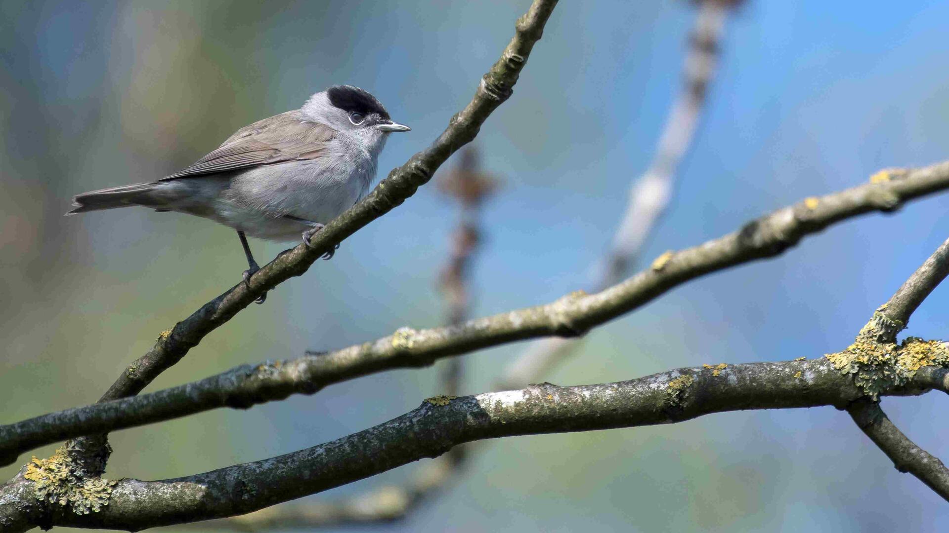 Vogel der Art Mönchsgrasmücke