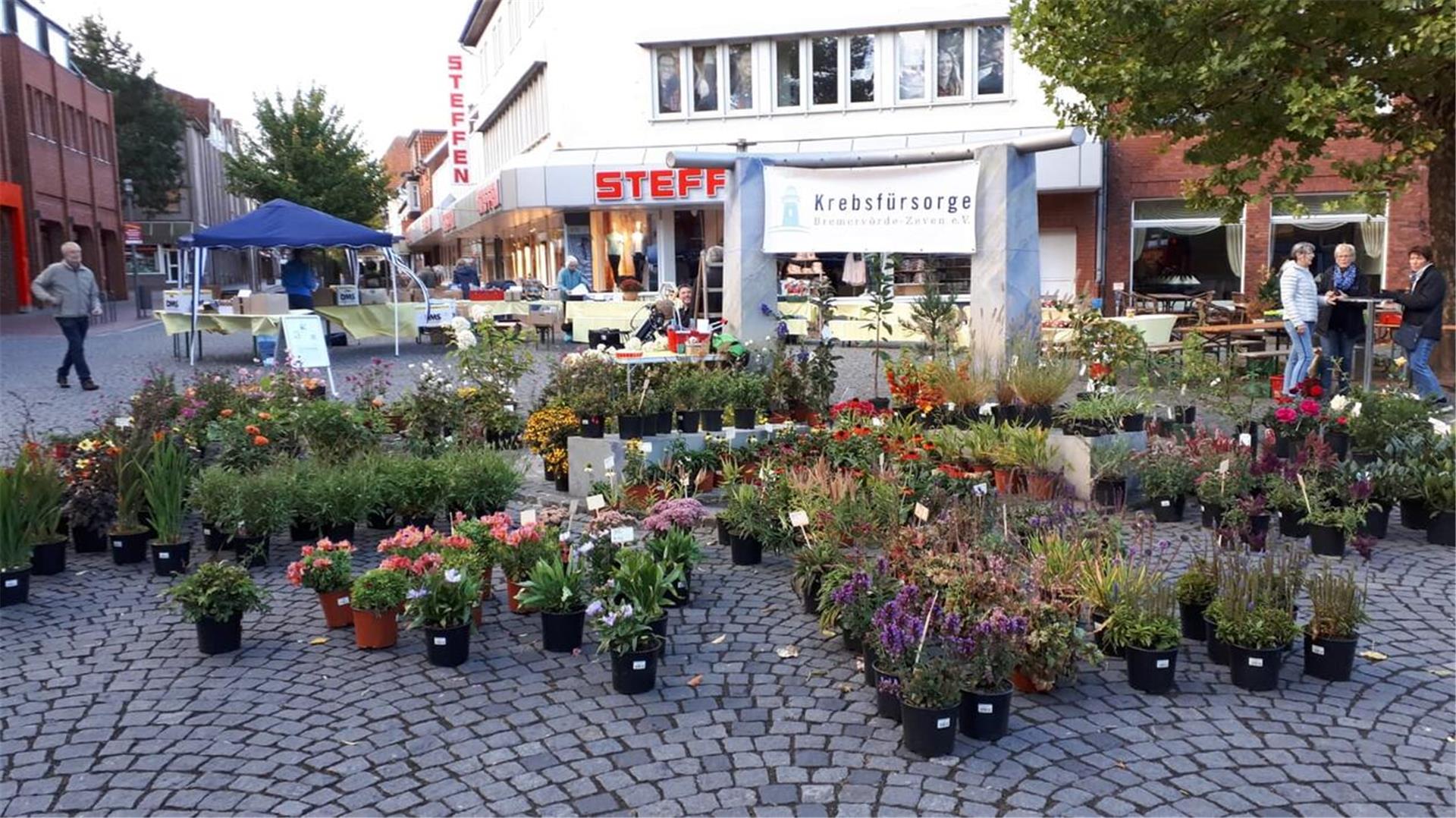 Viele Stauden stehen vor dem Gauß-Brunnen. 