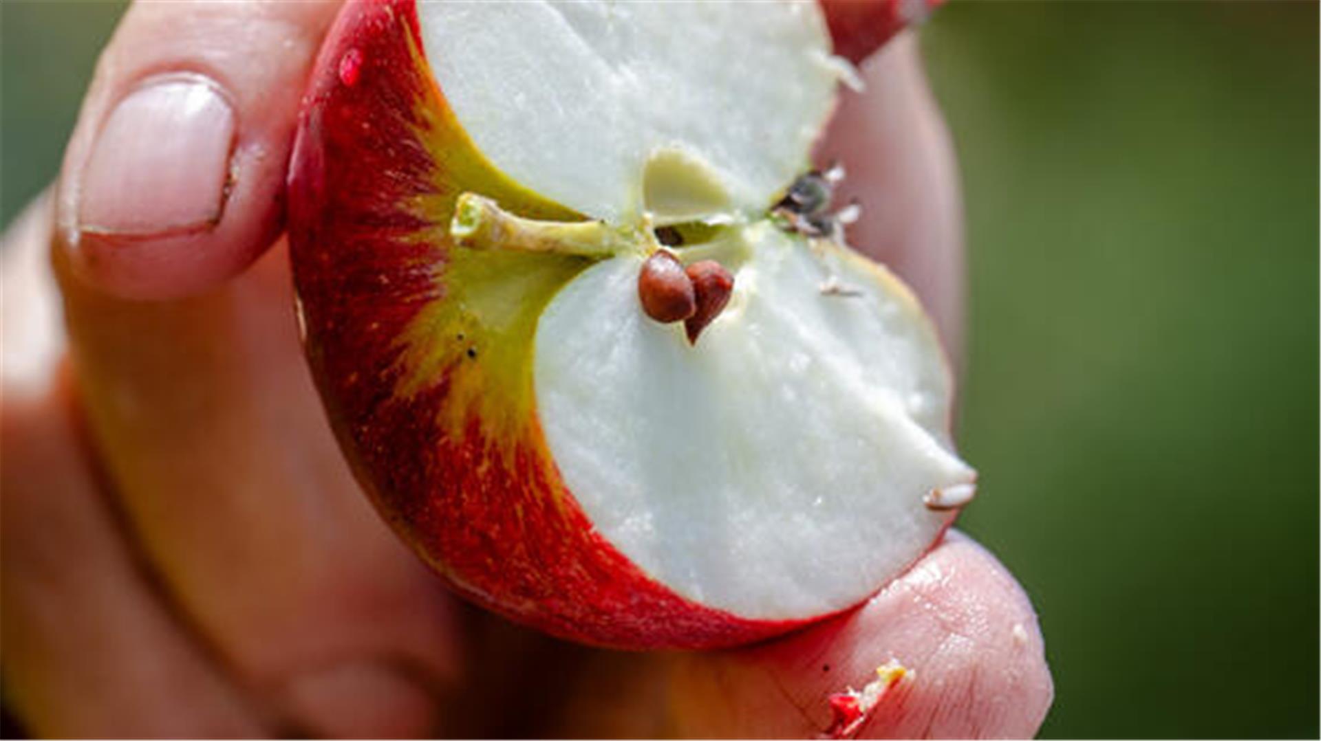 Süß-säuerlich und aromatisch schmeckt der Apfel der Sorte Prinz Albrecht von Preußen.