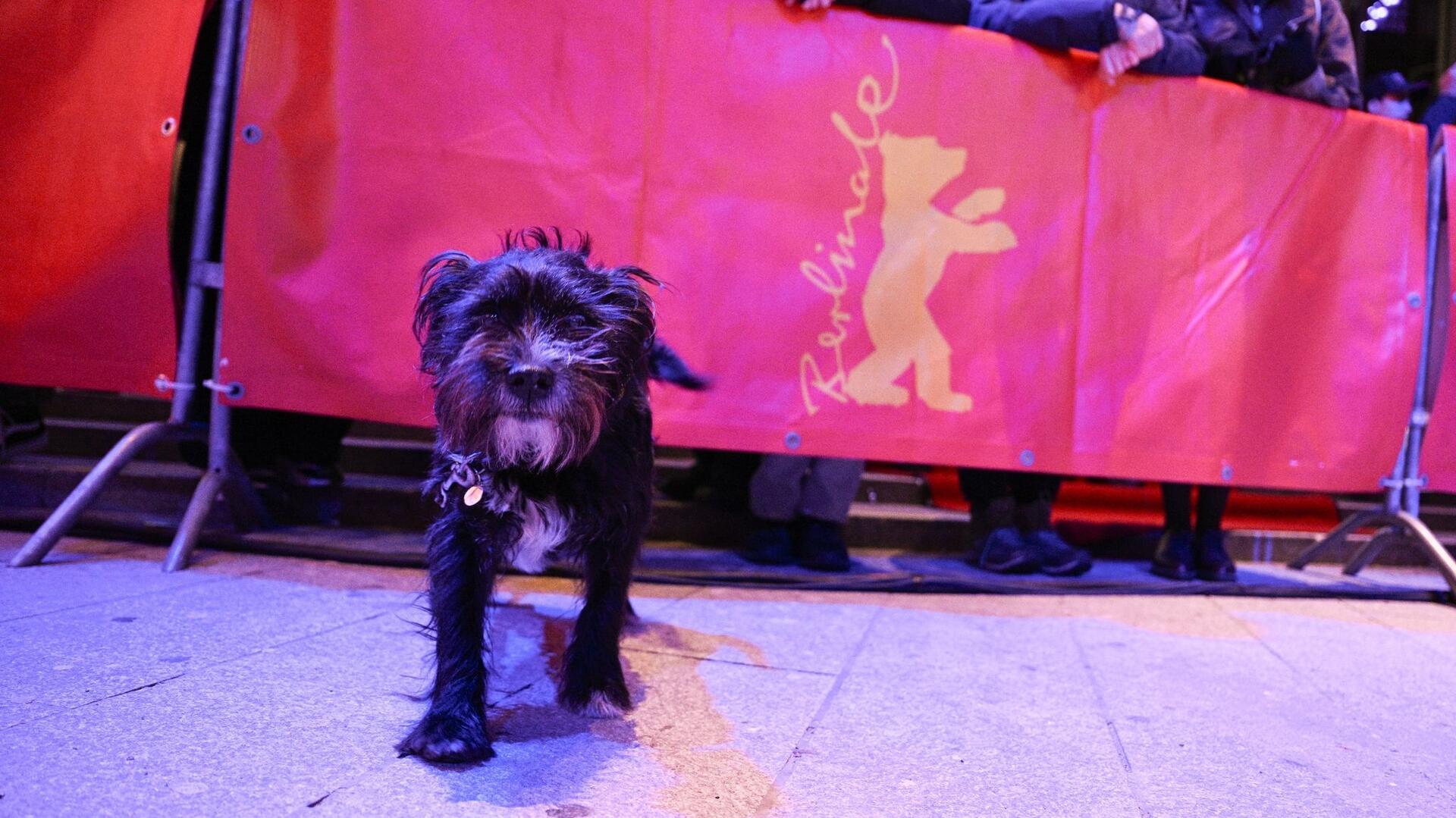 Tierischer Besuch auf der Berlinale: Dieser Hund wollte sich wohl auch einmal wie ein Star fühlen.