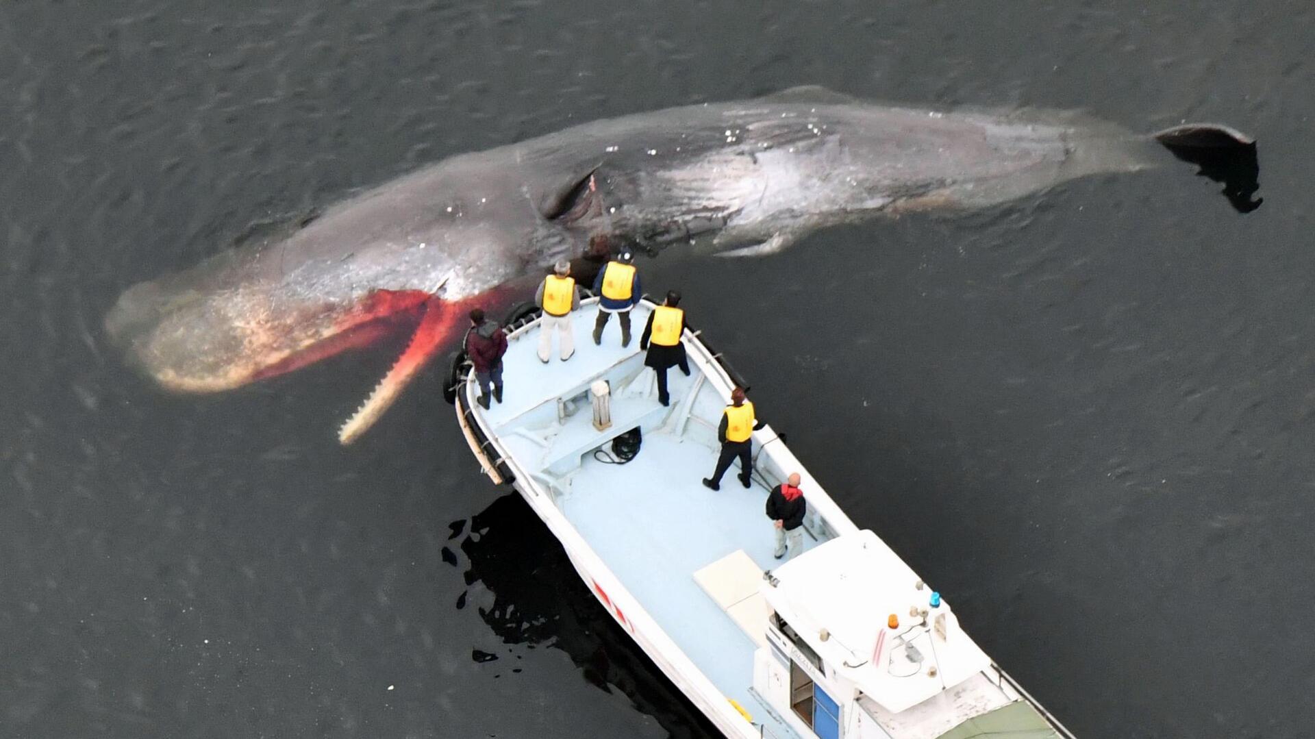 Trauriger Anblick: Ein toter Pottwal treibt in der Bucht von Osaka neben einem Boot. Der verirrte Wal war seit Januar in dieser Gegend gesichtet worden.