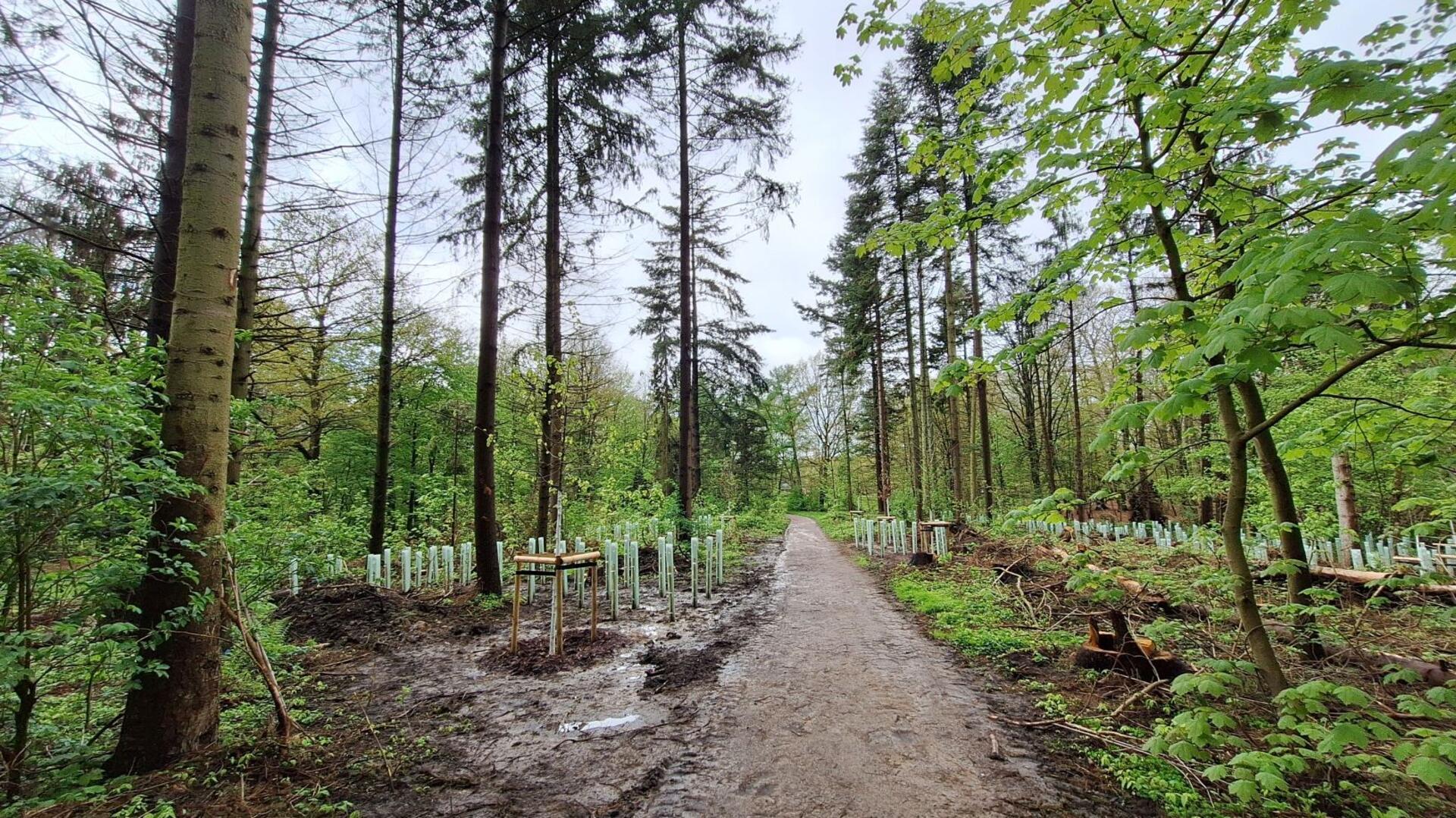 Weg im Bürgerpark Bremerhaven