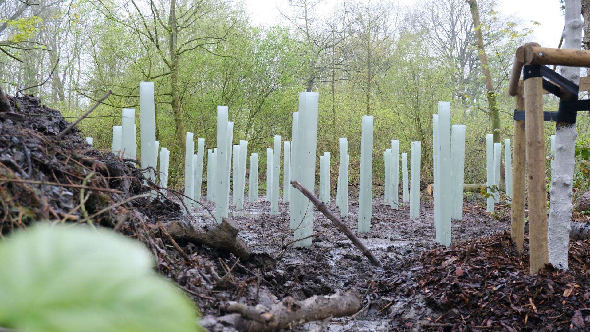 Klimagerechter Umbau der Fichtenbestände im Gesundheitspark Speckenbüttel