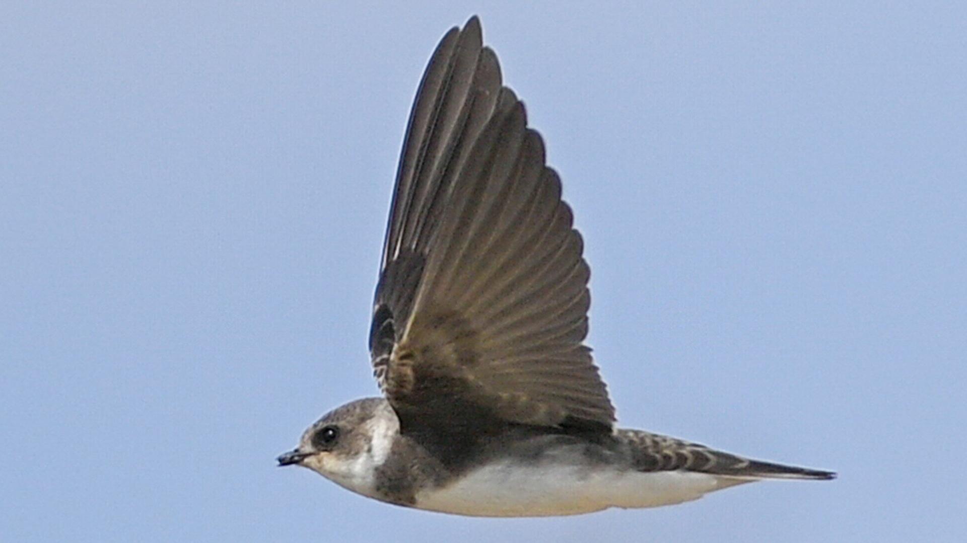 Ein Vogel fliegt