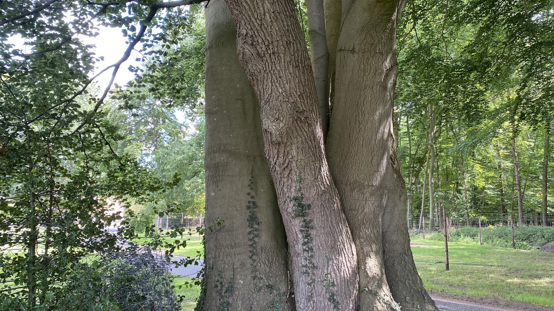 Ungewöhnlich: Das Naturdenkmal Nr. 38 in Hemel beim Hemelsmoor. Eiche und Rotbuche wachsen dicht an dicht.