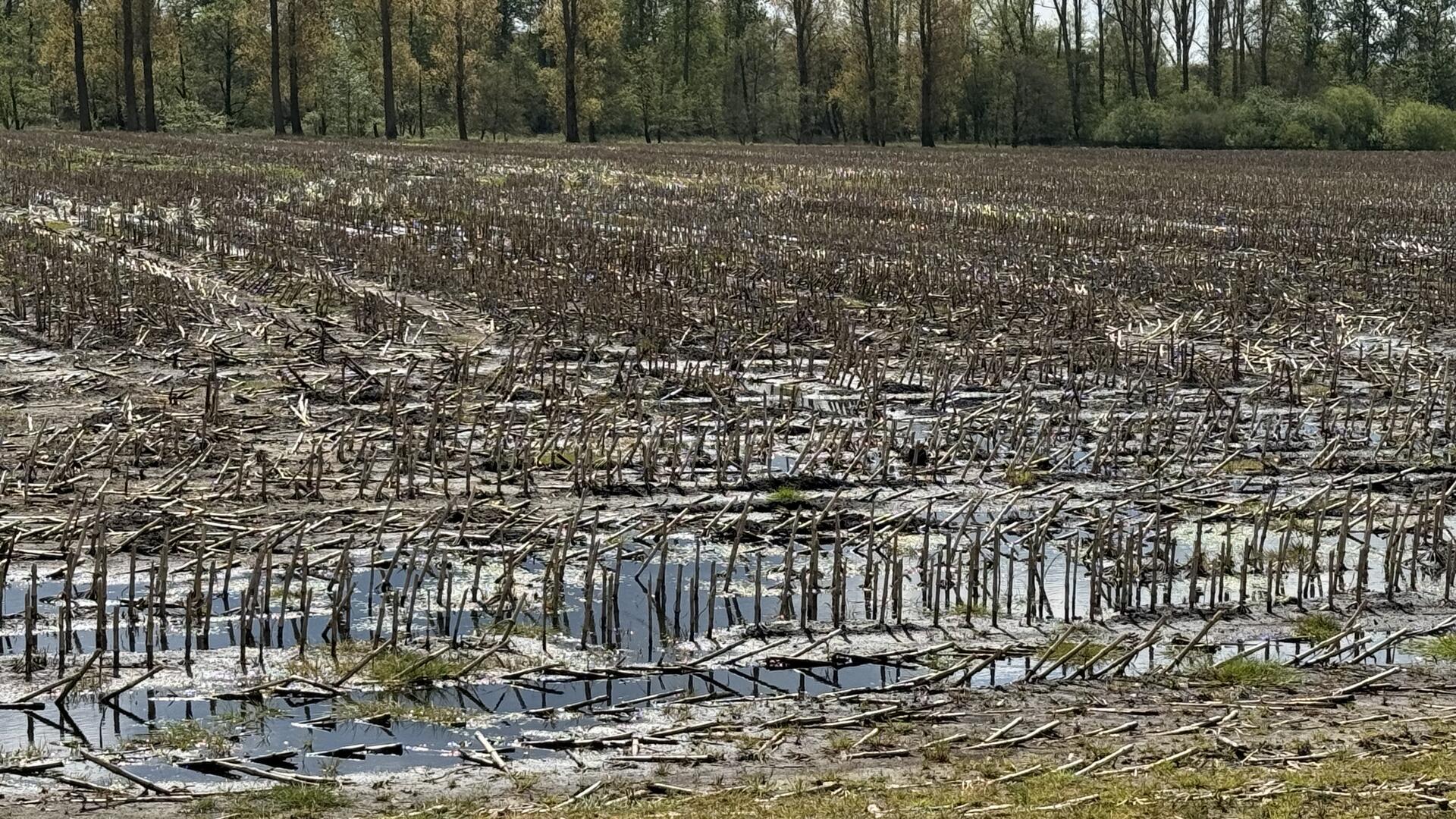 Viele landwirtschaftliche Flächen sind derzeit nicht befahrbar.