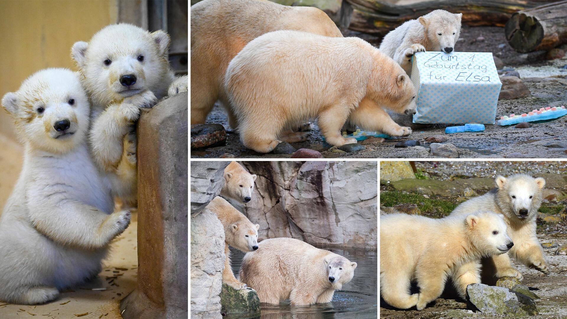 Vier Jahre haben Eisbären-Mama Valeska und ihre Zwillingstöchter Anna und Elsa harmonisch miteinander verbracht. Nun vertreibt die Mutter ihren Nachwuchs.