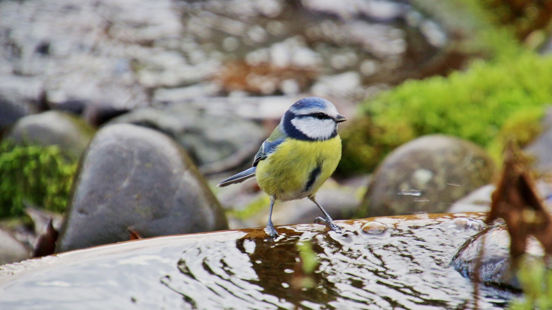 ein blaugelber Vogel sitzt am Wasser