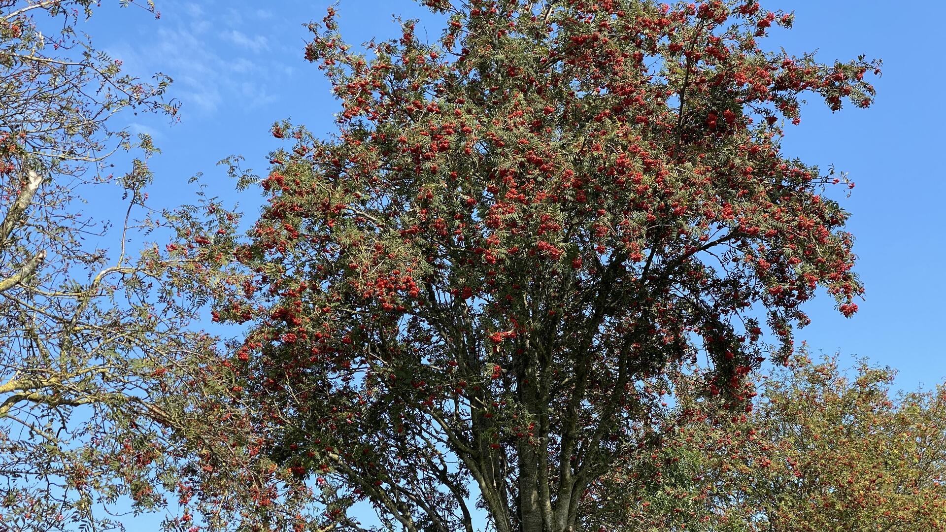 Vogelbeerbäume in der Wörpeniederung bei Steinfeld.