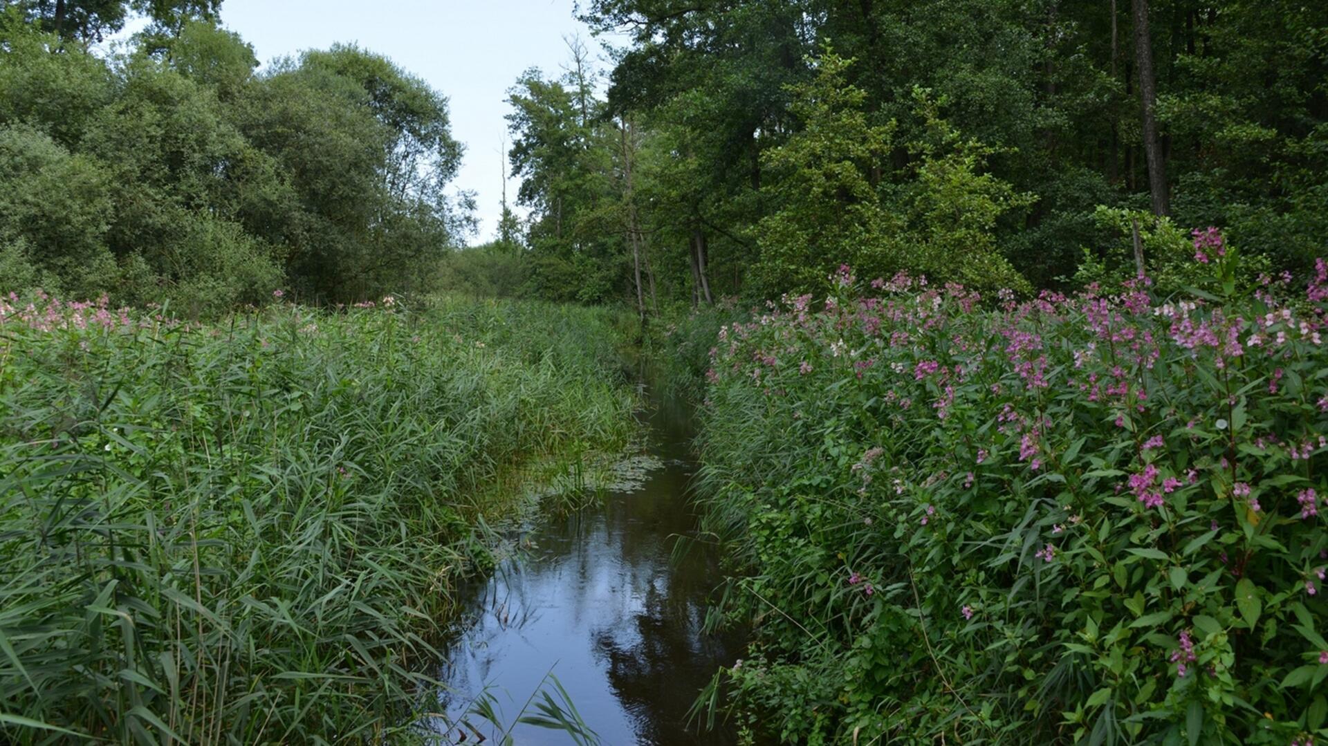 Von außerhalb eingeführt, in Gärten kultiviert, mittlerweile unerwünscht: Indisches Springkraut in einem Rotenburger Naturschutzgebiet.